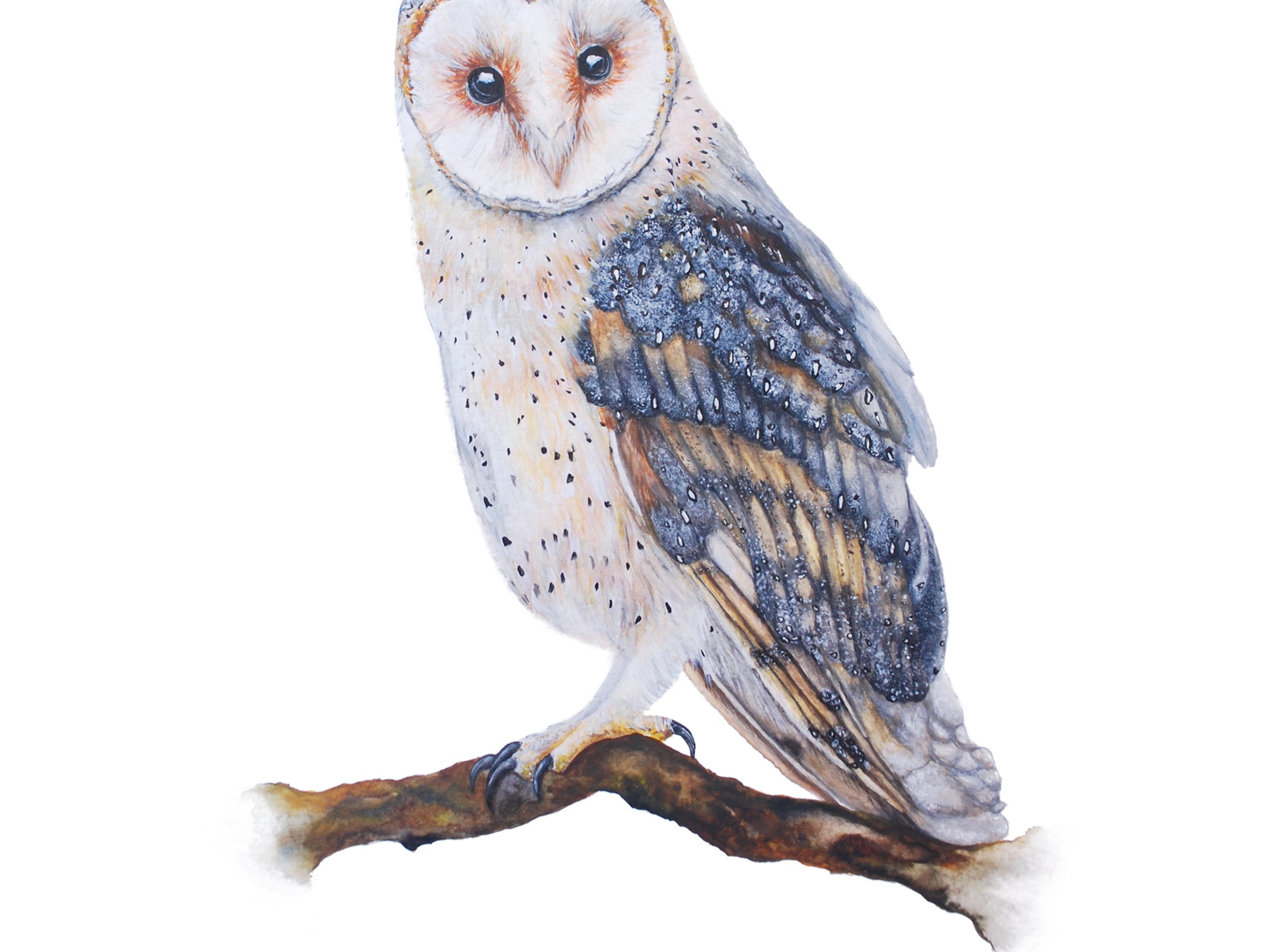 Little Barn Owl, Fine Art Watercolour Print
