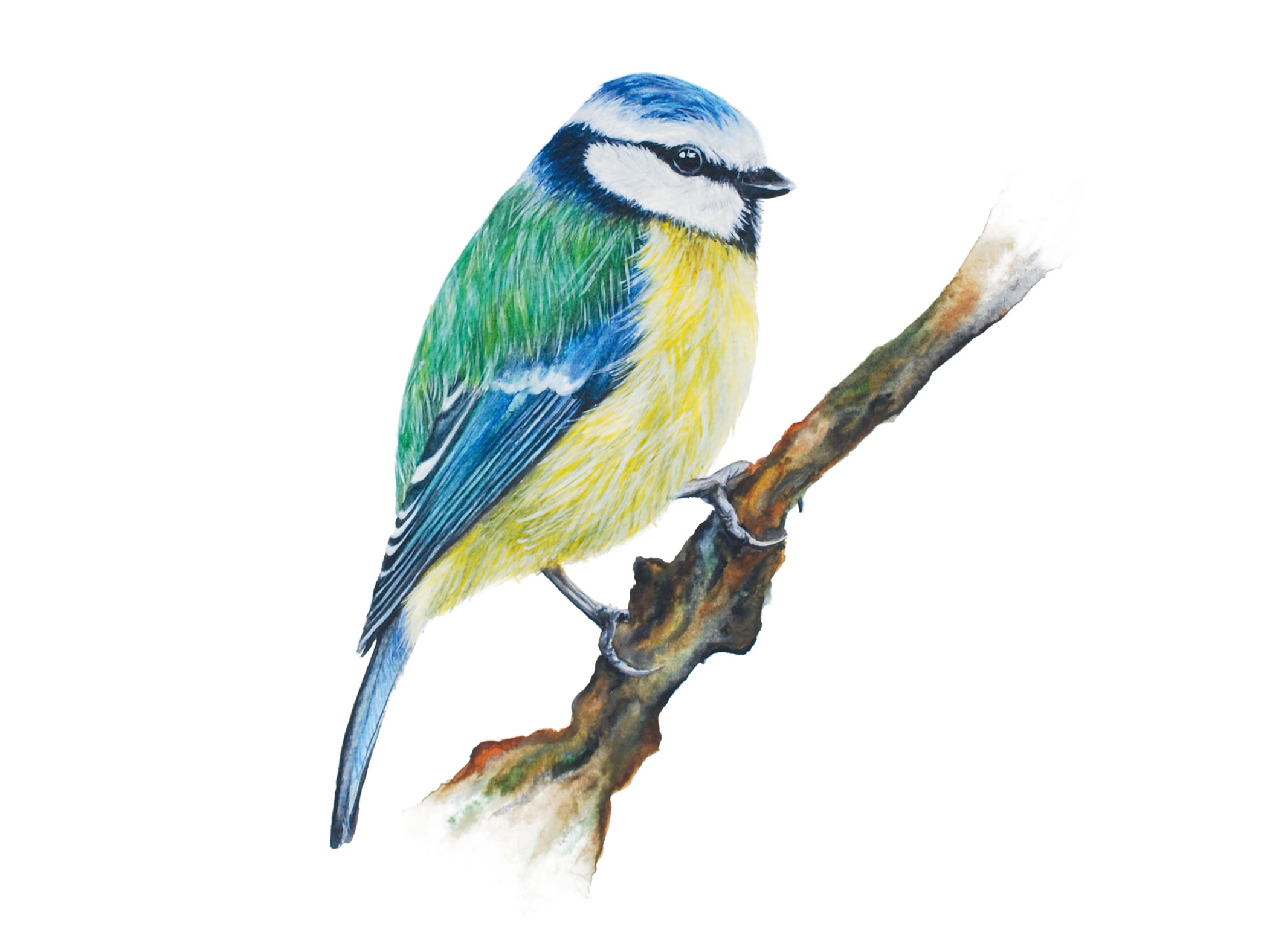 Little Blue Tit, Fine Art Watercolour Print