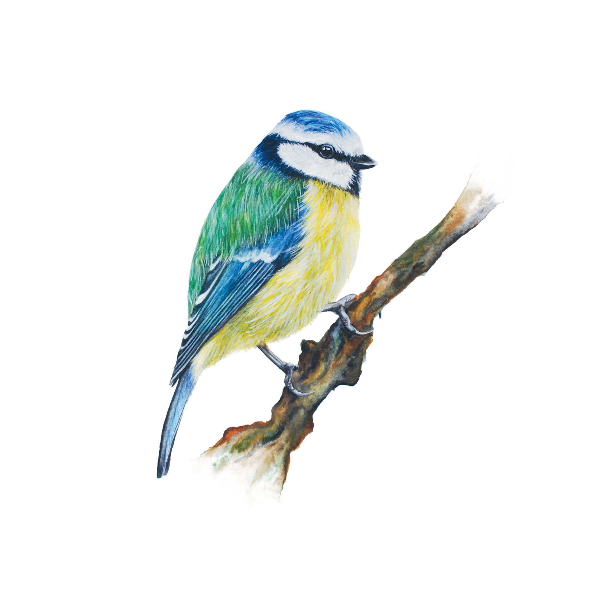 Little Blue Tit, Fine Art Watercolour Print