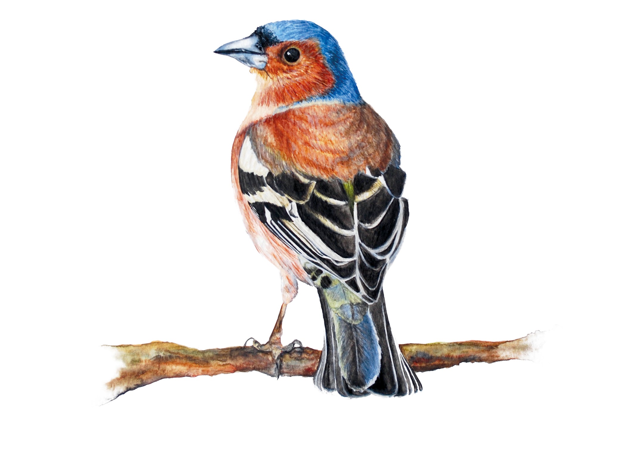 Little Chaffinch, Fine Art Watercolour Print