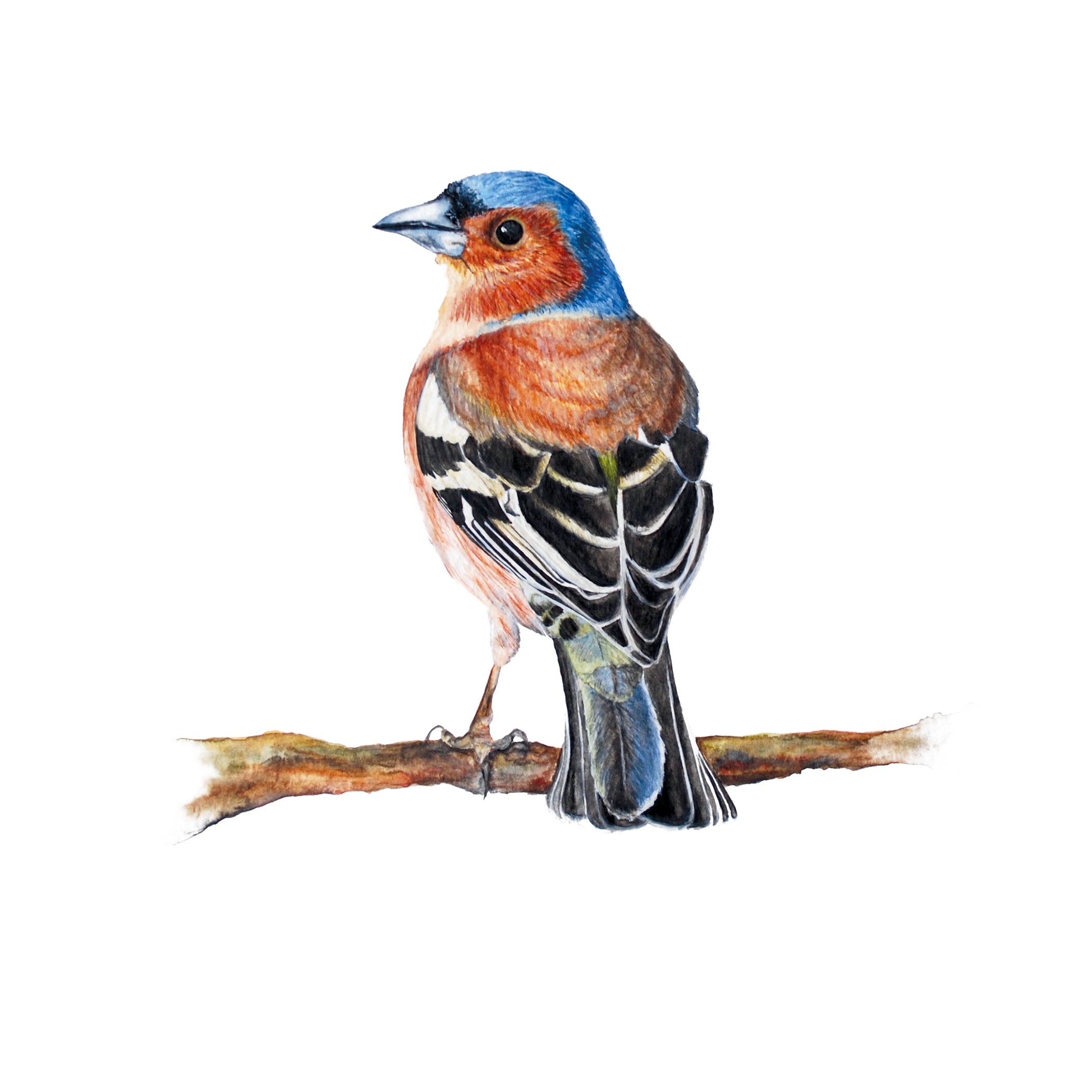 Little Chaffinch, Fine Art Watercolour Print