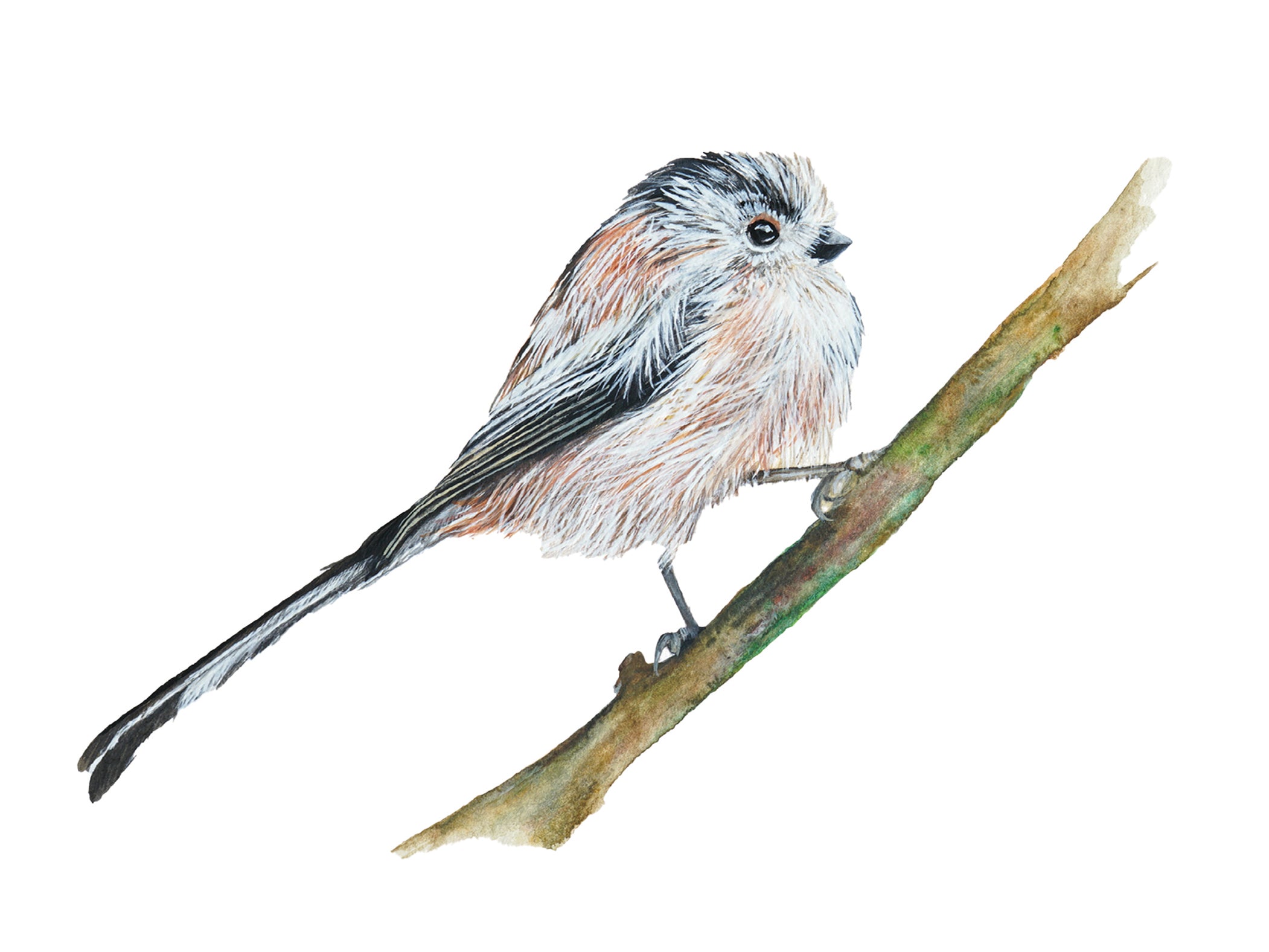 Little Long-Tailed Tit, Fine Art Watercolour Print
