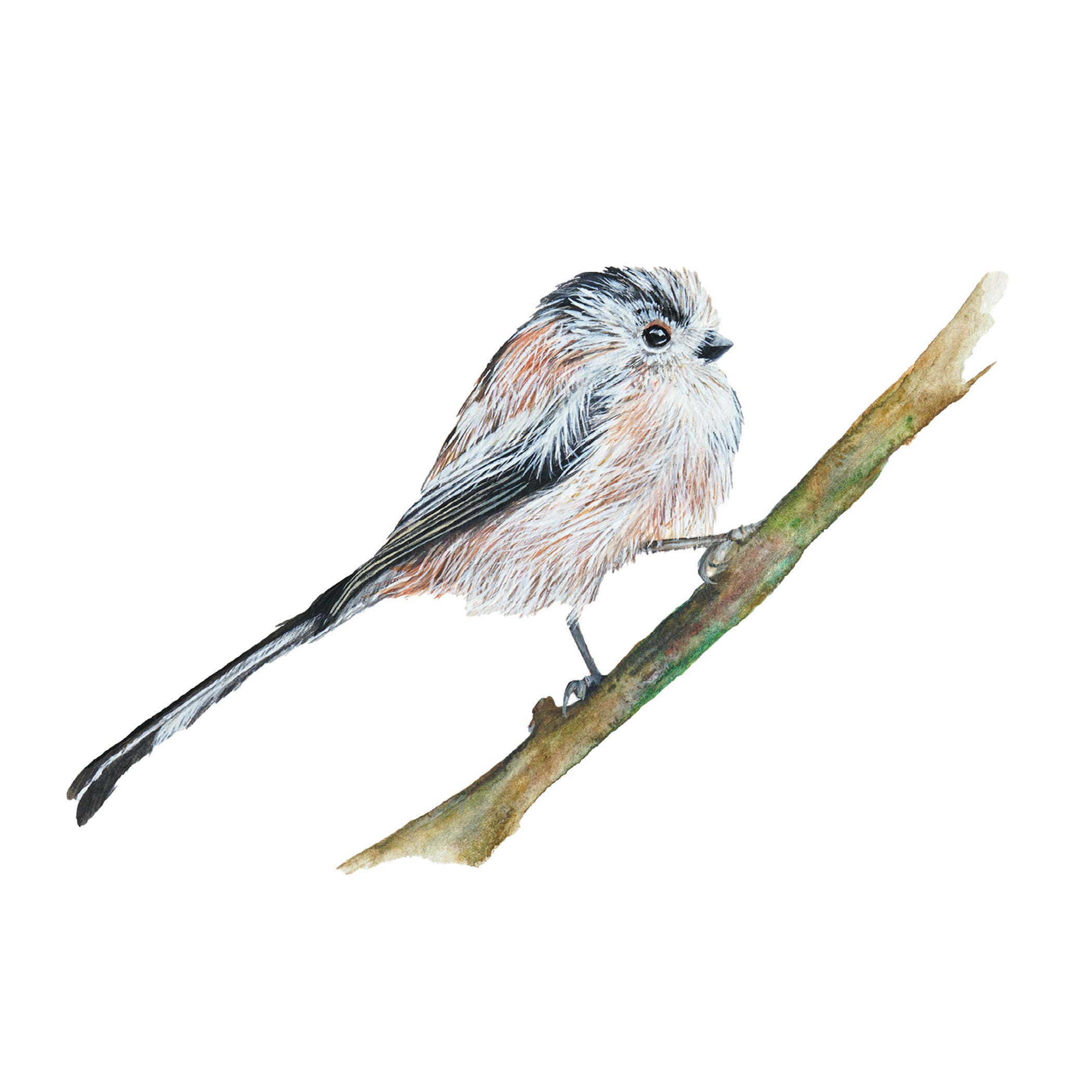 Little Long-Tailed Tit, Fine Art Watercolour Print