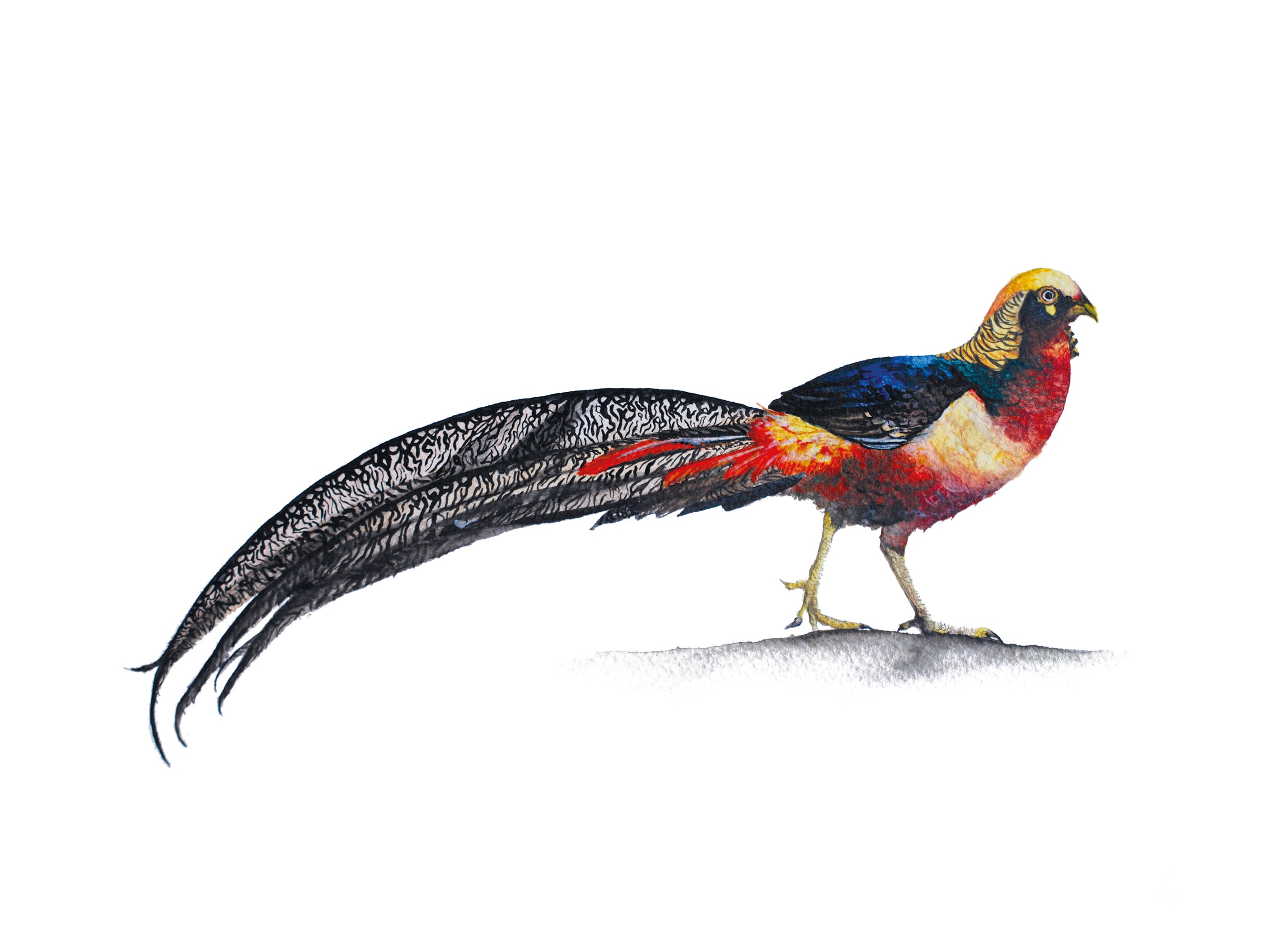 Little Golden Pheasant, Fine Art Watercolour Print