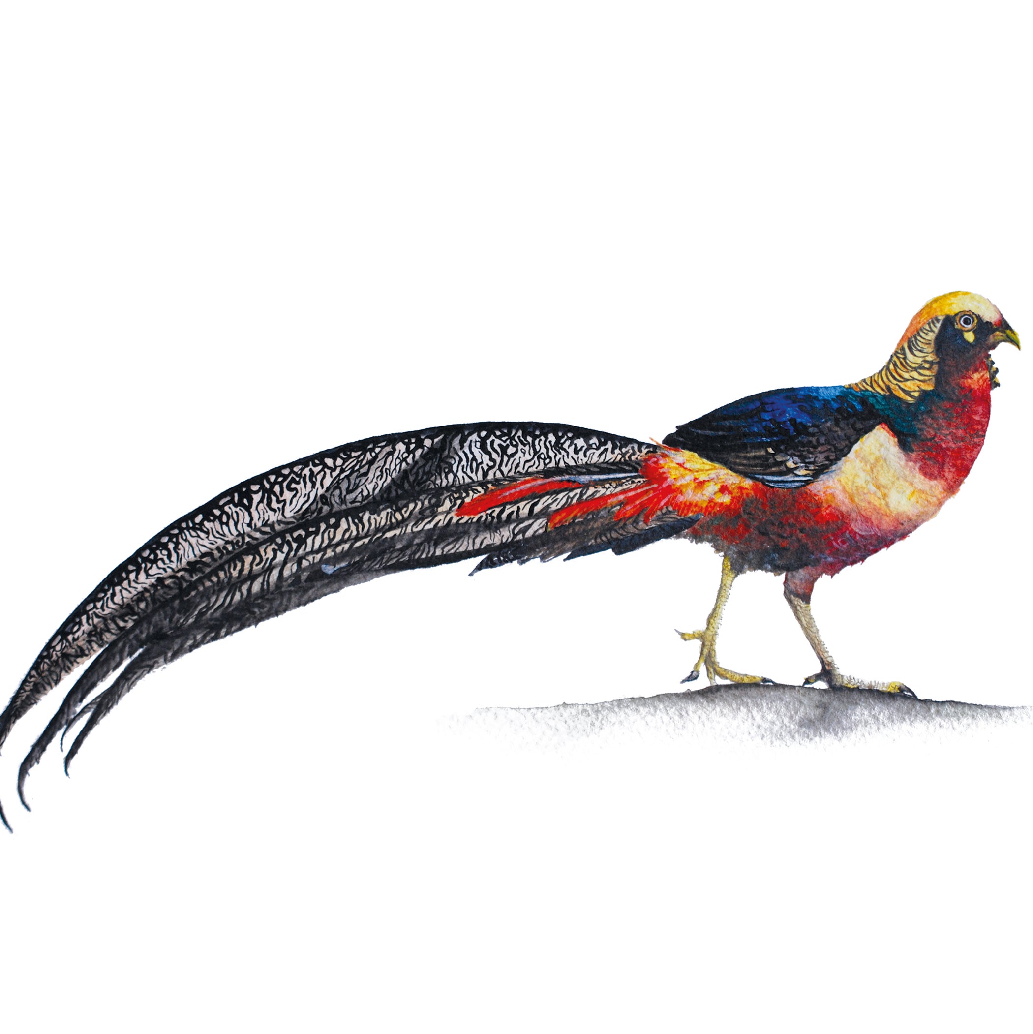 Little Golden Pheasant, Fine Art Watercolour Print