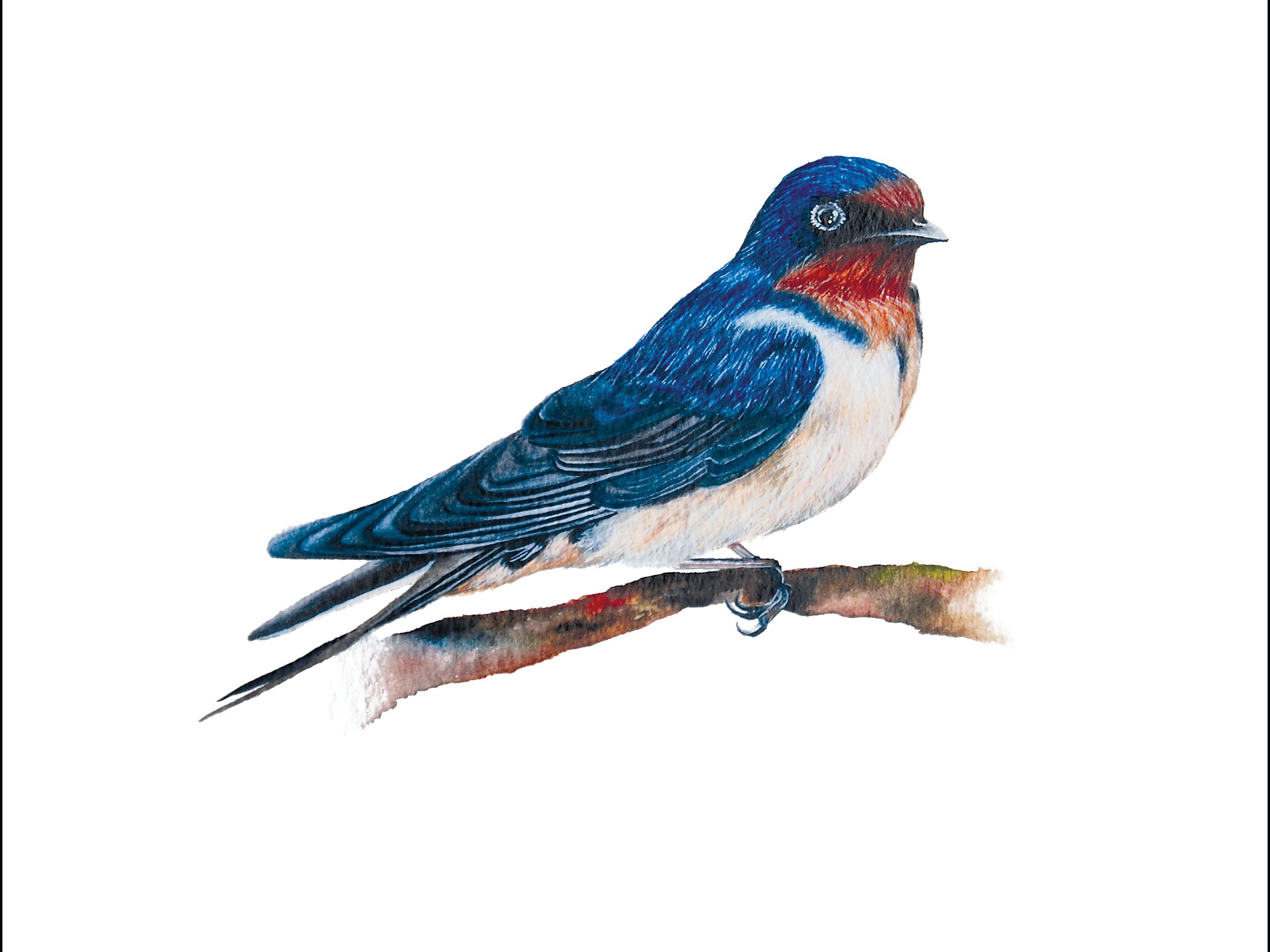 Little Swallow, Fine Art Watercolour Print