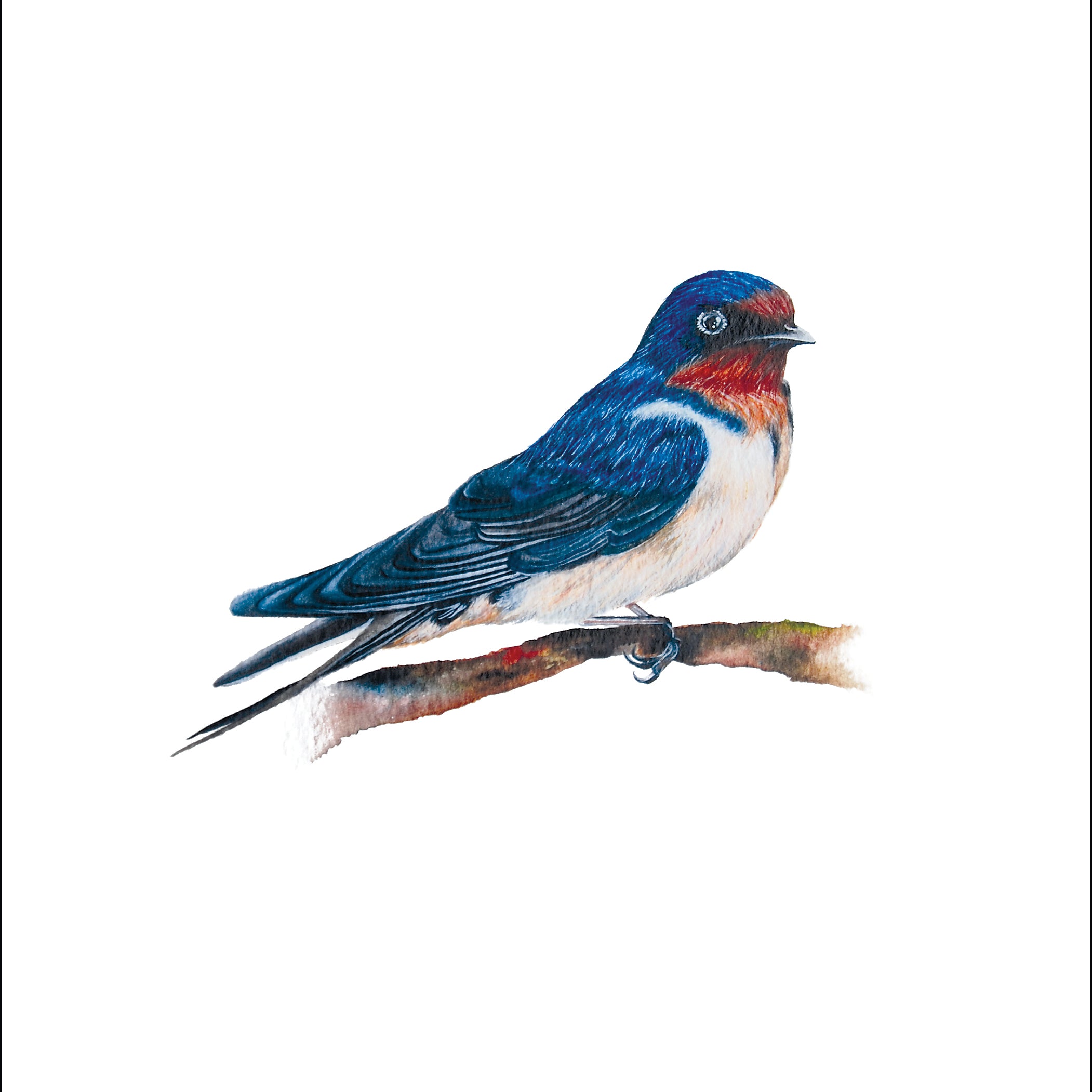 Little Swallow, Fine Art Watercolour Print
