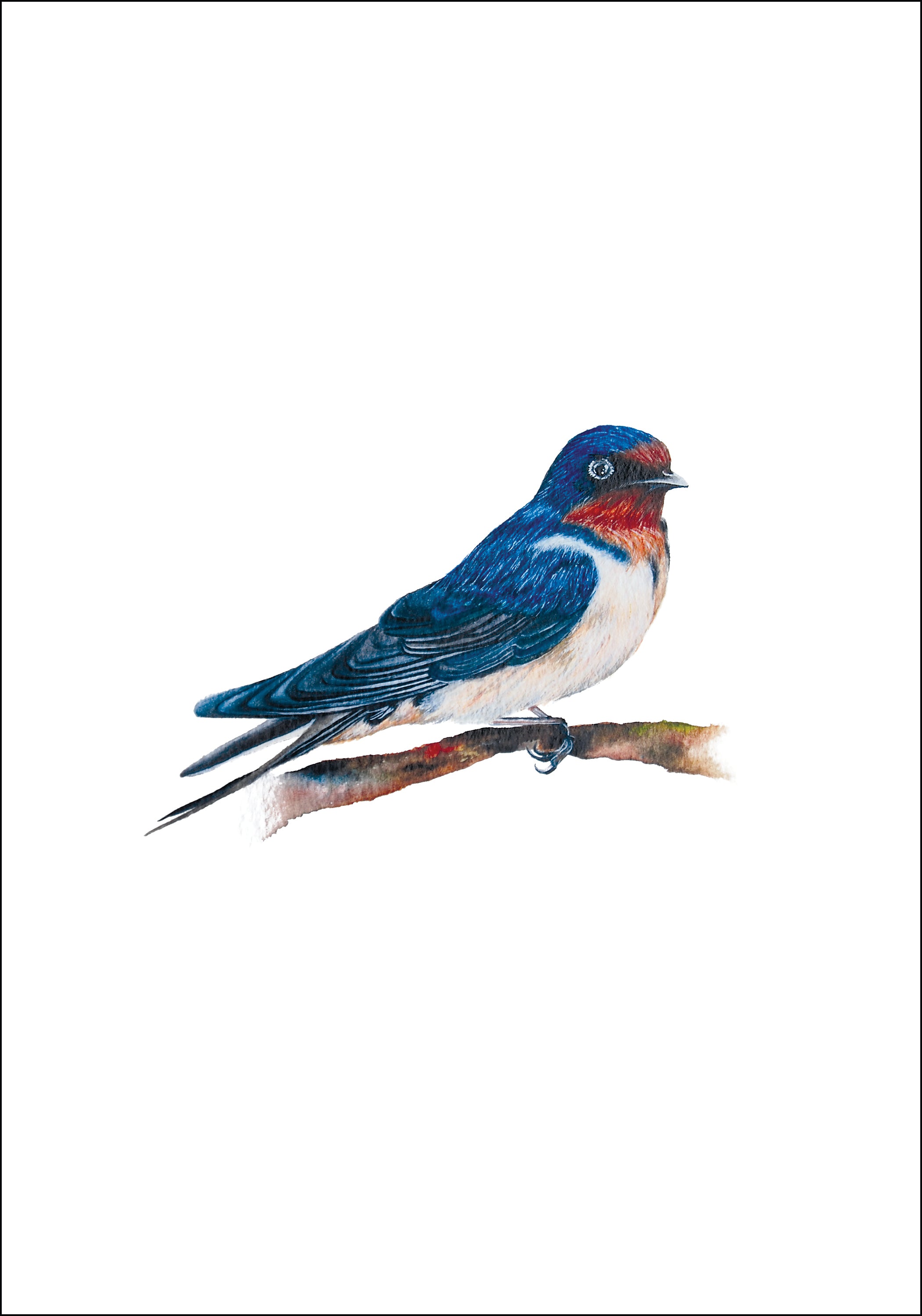 Little Swallow, Fine Art Watercolour Print