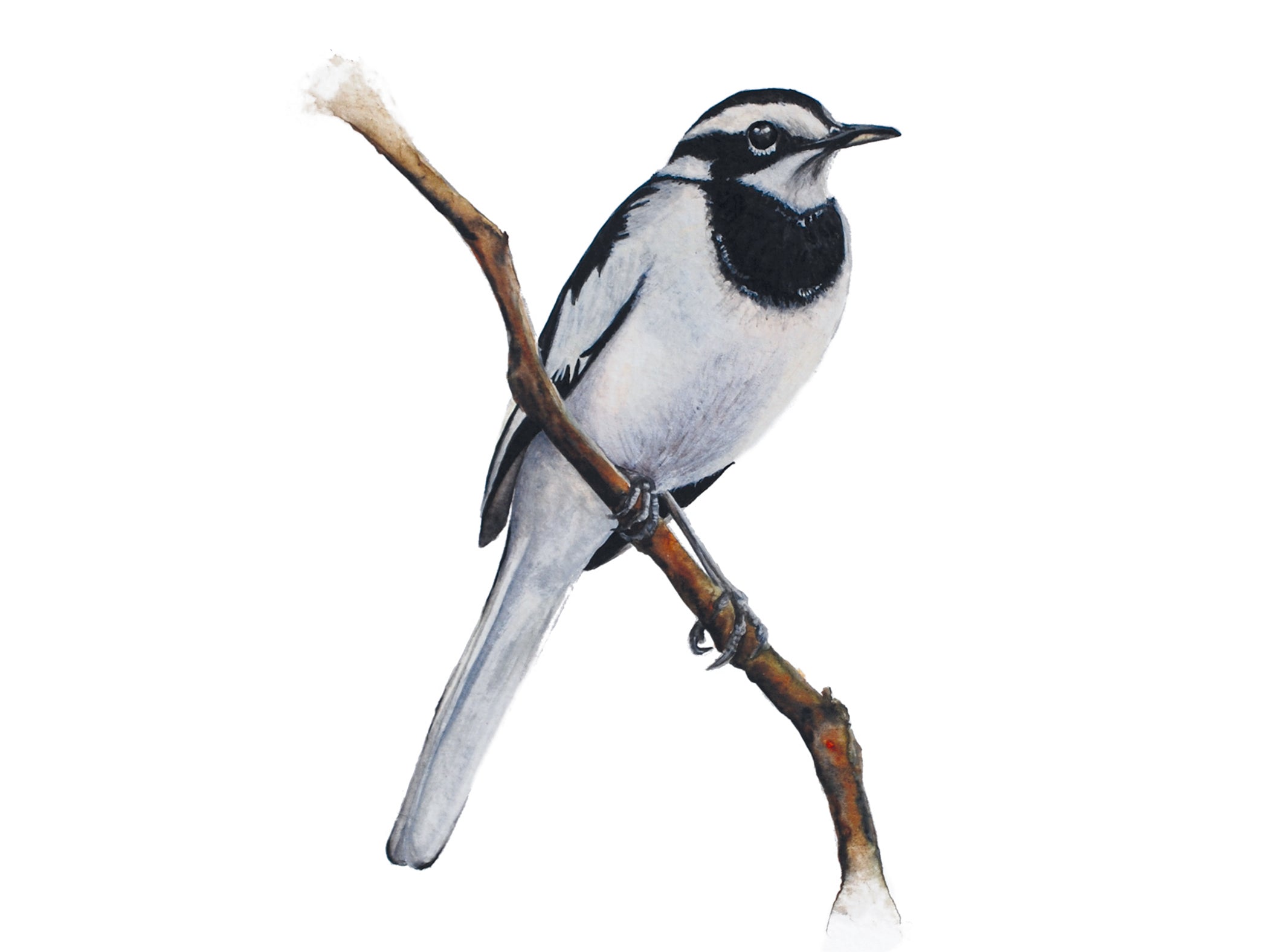 Little Wagtail, Fine Art Watercolour Print
