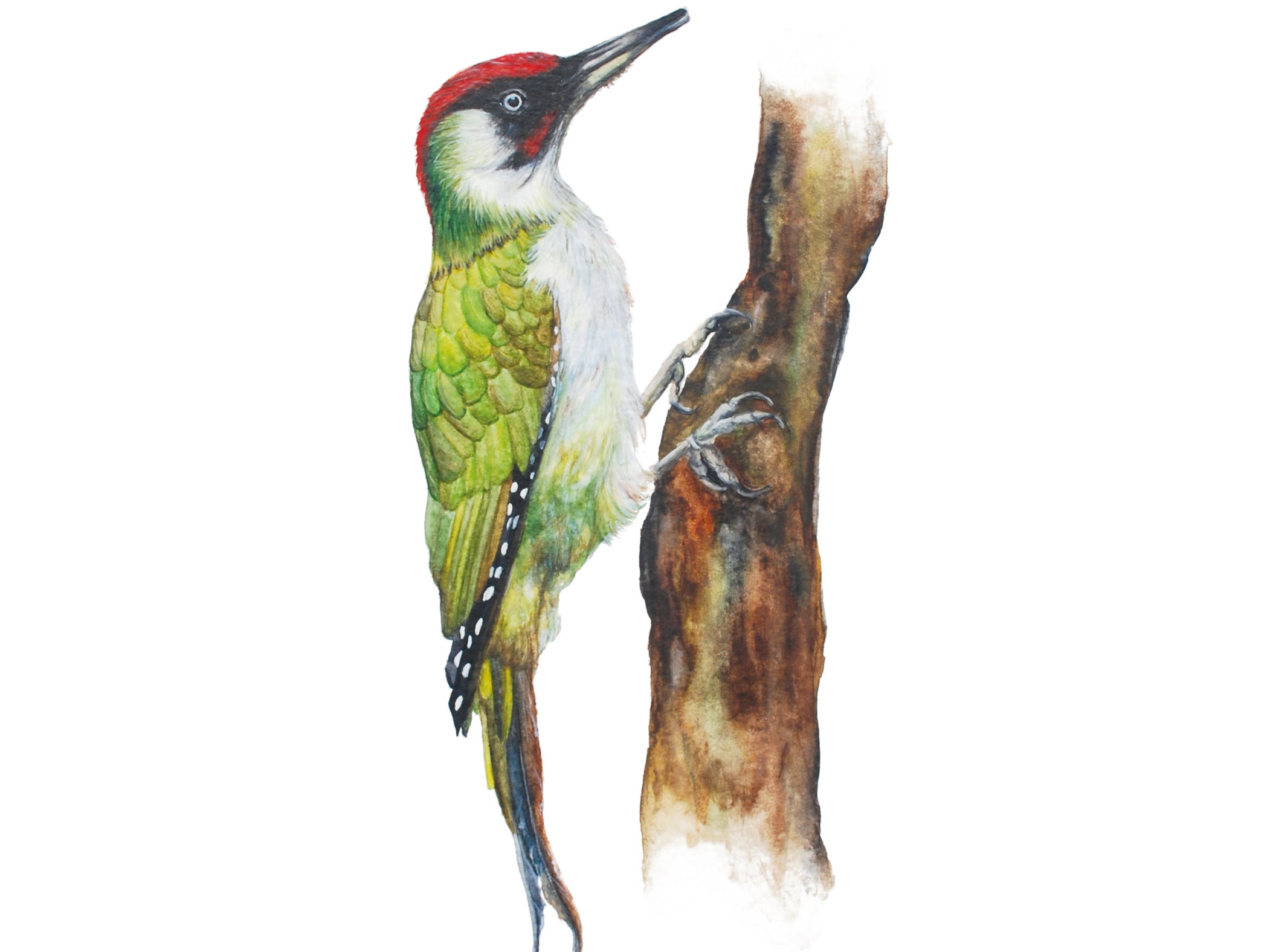 Little Green Woodpecker, Fine Art Watercolour Print