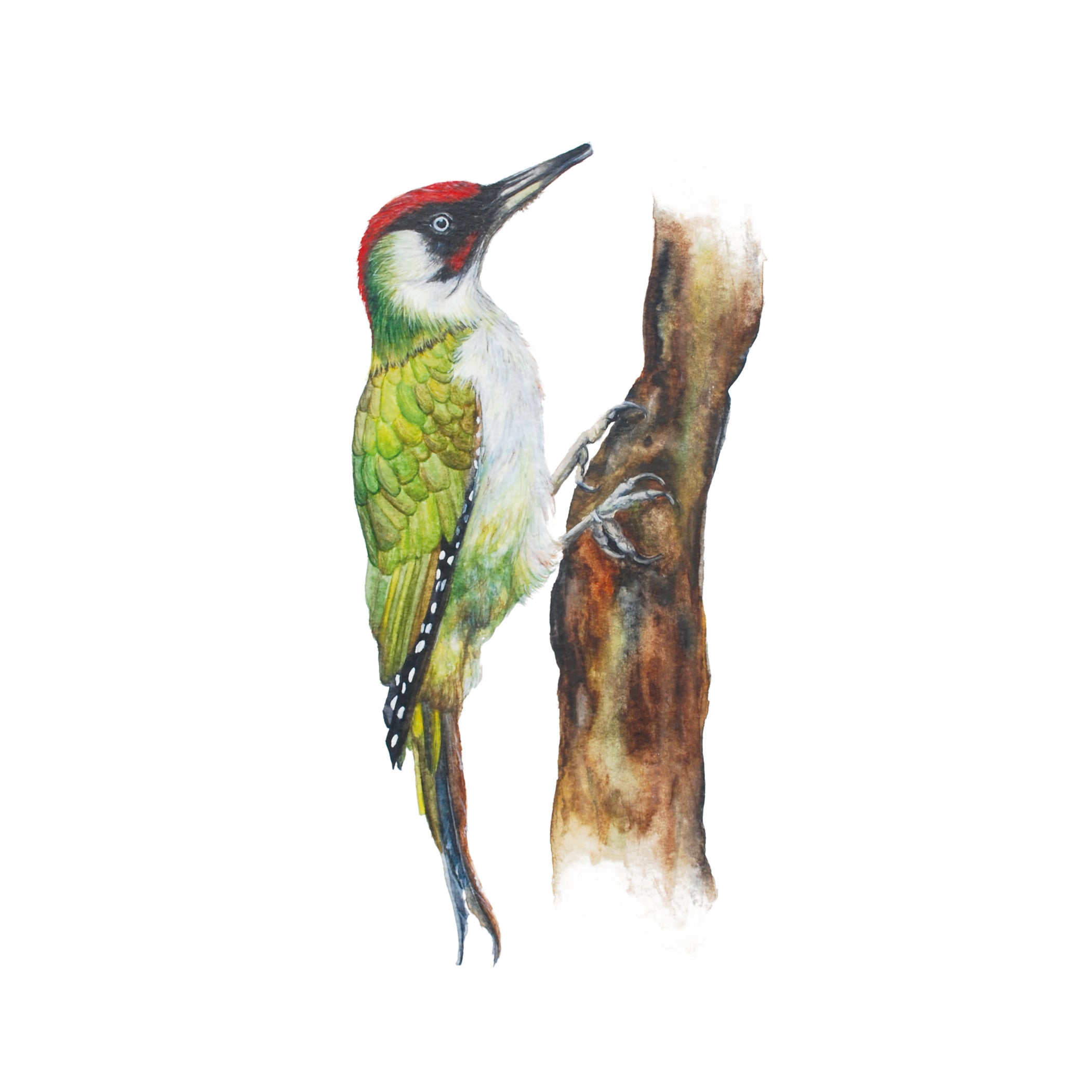 Little Green Woodpecker, Fine Art Watercolour Print