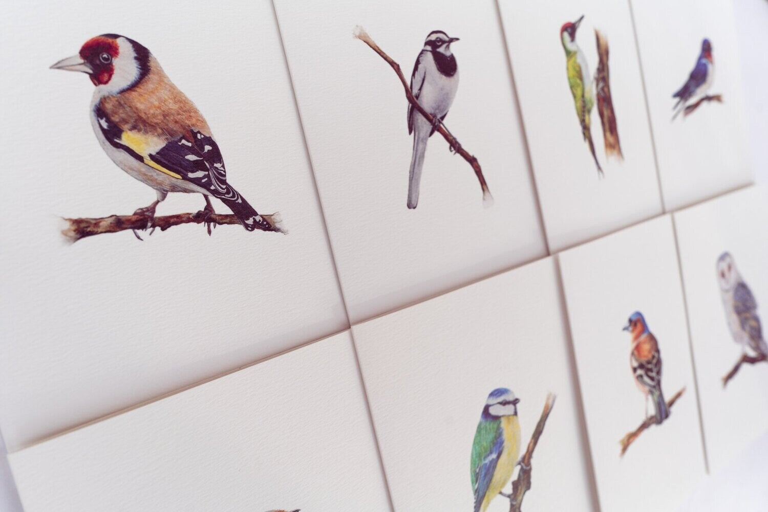 British Garden Birds | Set of 8 Fine Art Greeting Cards