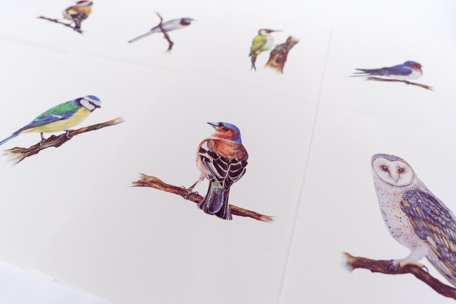 British Garden Birds | Set of 8 Fine Art Greeting Cards