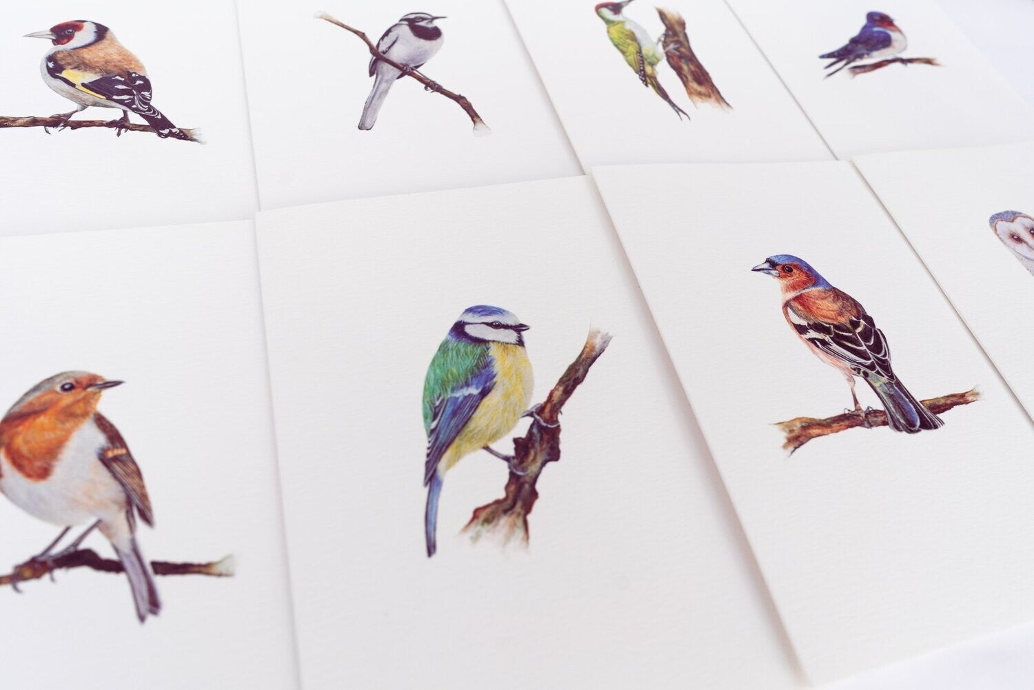 British Garden Birds | Set of 8 Fine Art Greeting Cards
