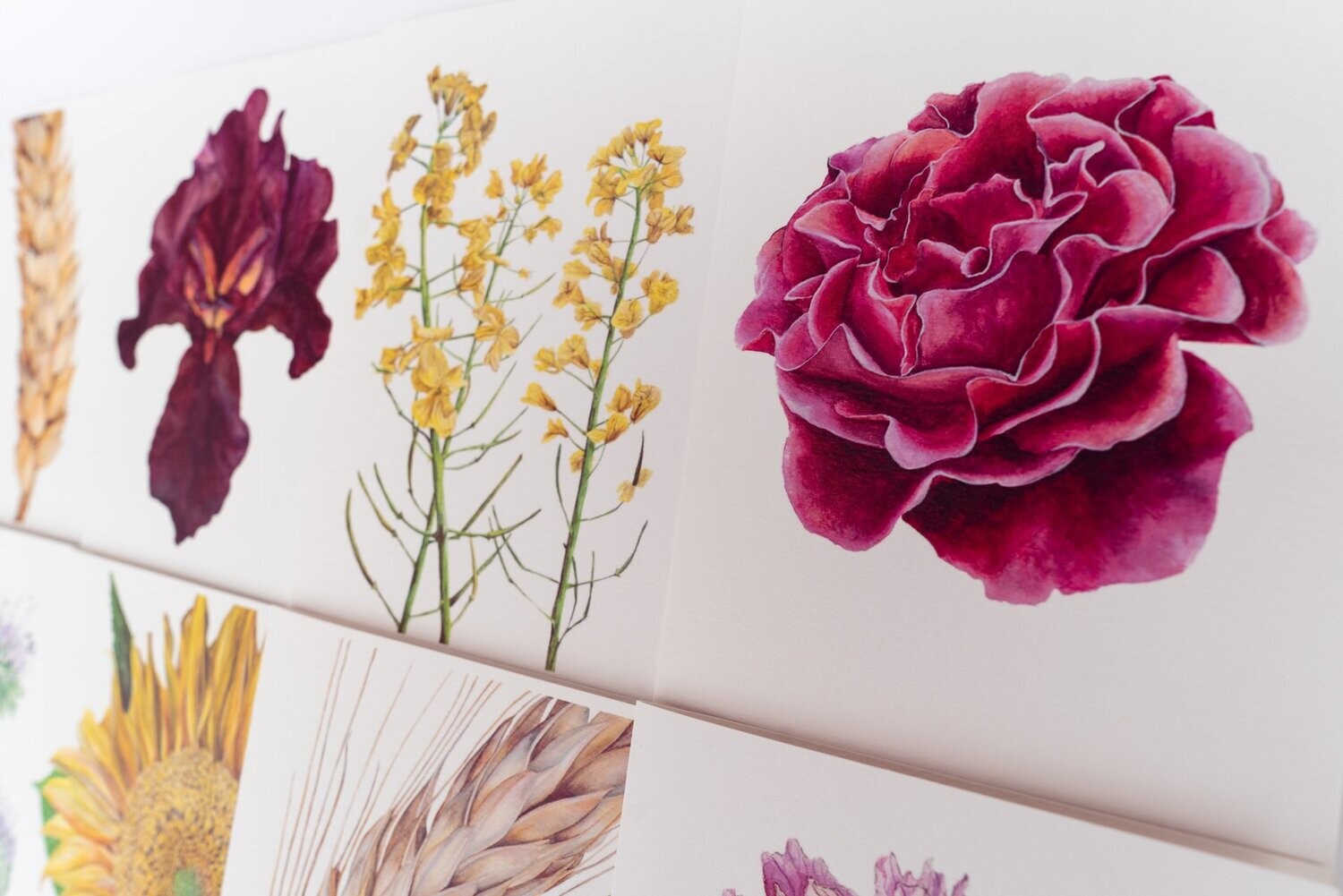 Botanical Beauty | Set of 8 Fine Art Greeting Cards