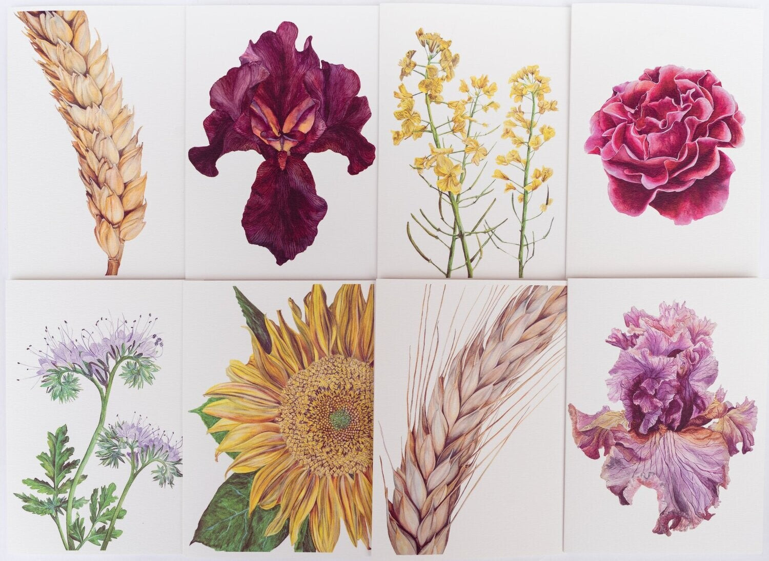 Botanical Beauty | Set of 8 Fine Art Greeting Cards