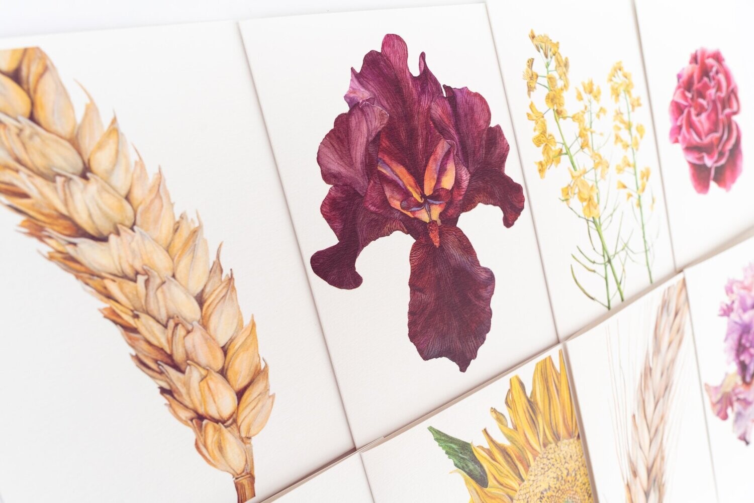 Botanical Beauty | Set of 8 Fine Art Greeting Cards