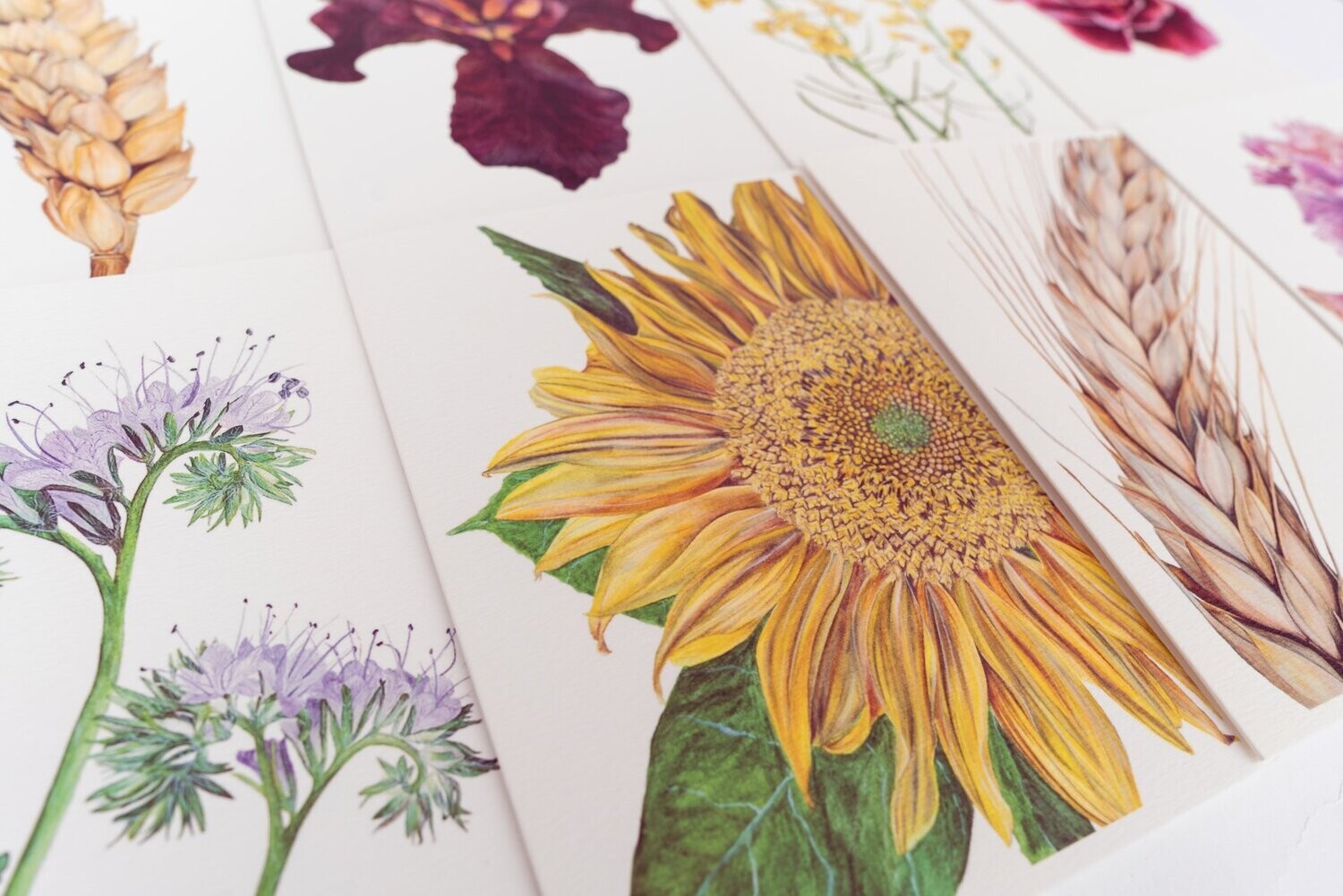 Botanical Beauty | Set of 8 Fine Art Greeting Cards