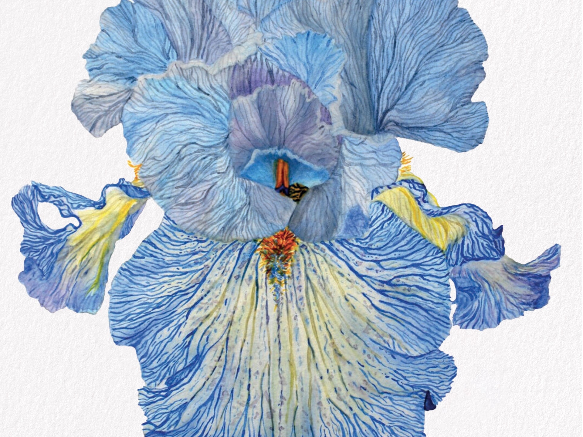 Iris Acoma, Fine Art Watercolour Print