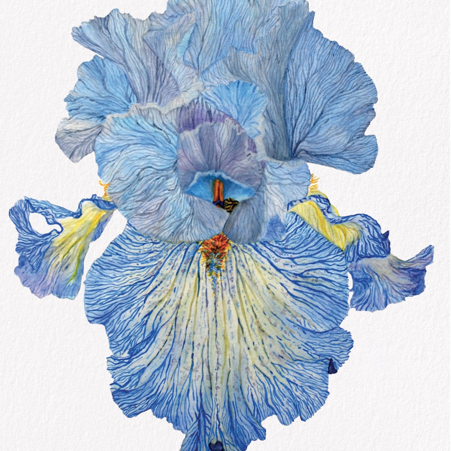 Iris Acoma, Fine Art Watercolour Print