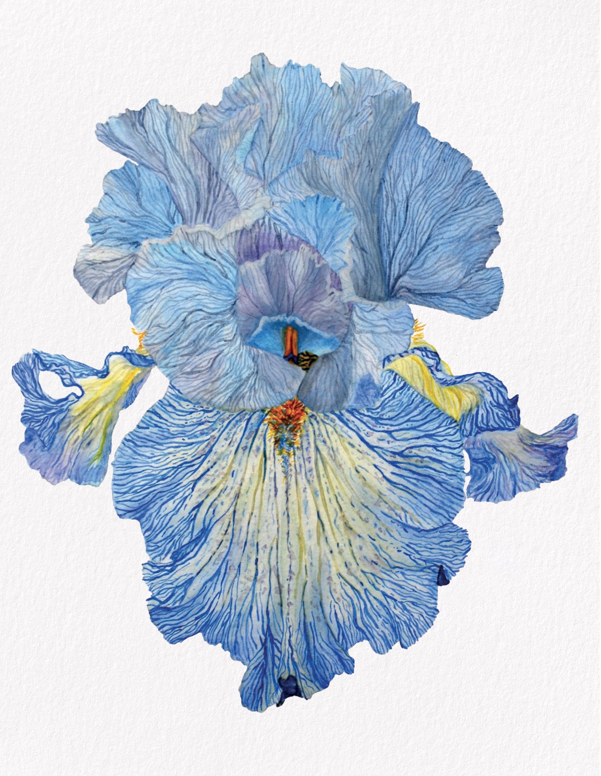Iris Acoma, Fine Art Watercolour Print