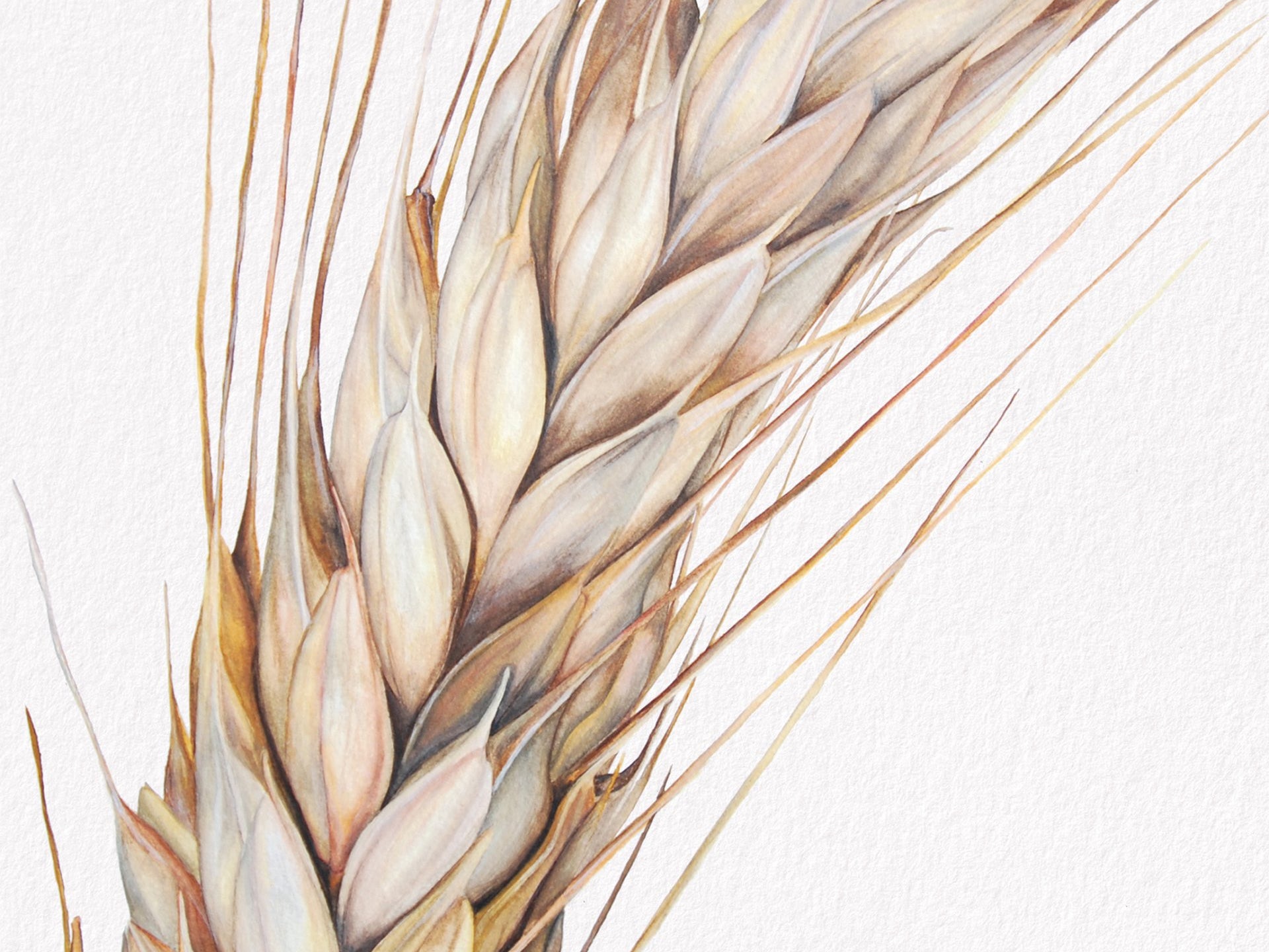 Barley, Fine Art Watercolour Print