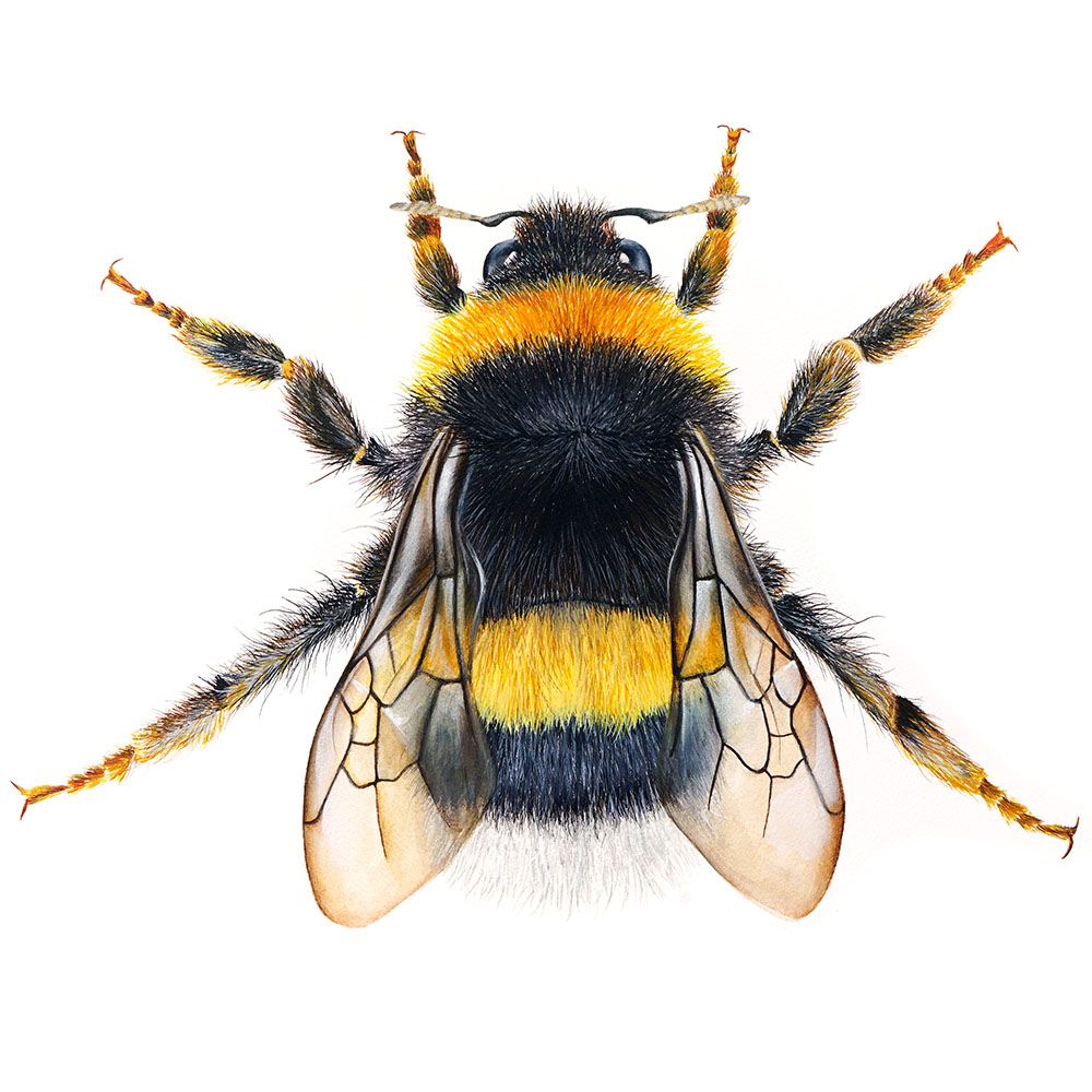 Queen Bumblebee, Limited Edition Fine Art Print