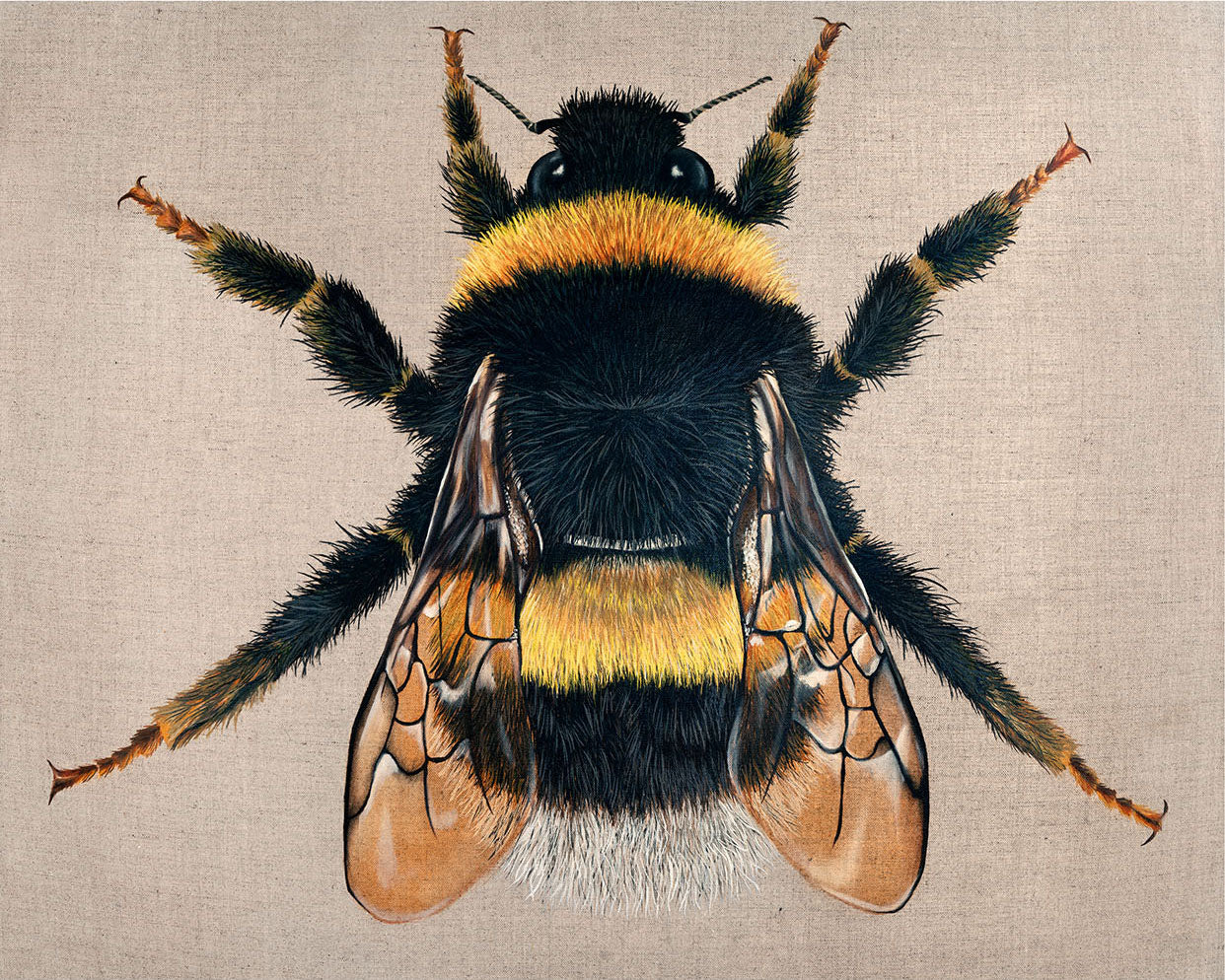 Bumble Bee, Limited Edition Fine Art Print
