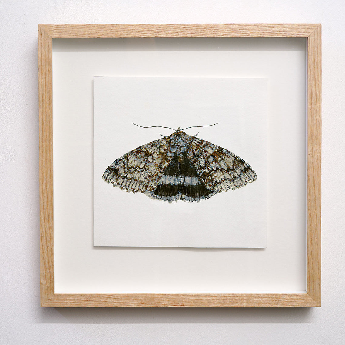 Blue Underwing Moth, Original Watercolour Painting