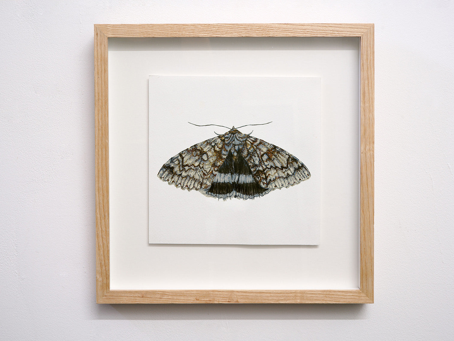Blue Underwing Moth, Original Watercolour Painting