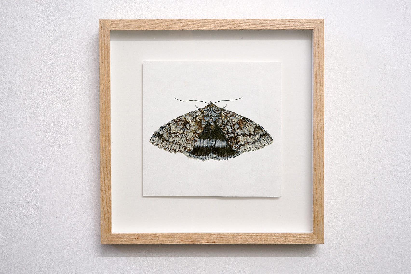 Blue Underwing Moth, Original Watercolour Painting