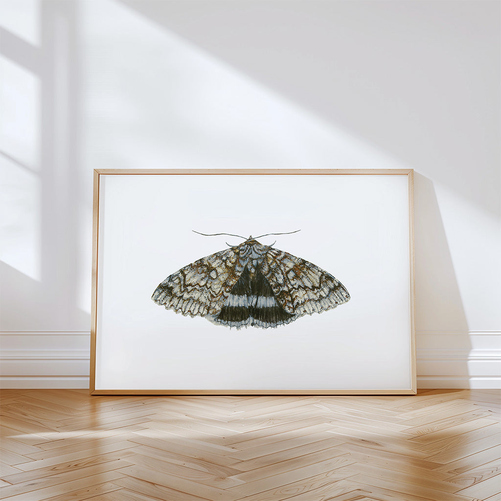 Blue Underwing Moth, Fine Art Watercolour Print