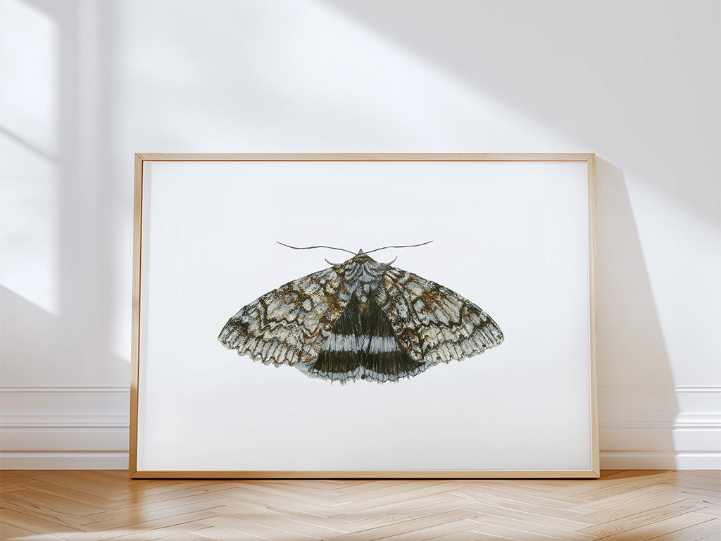 Blue Underwing Moth, Fine Art Watercolour Print