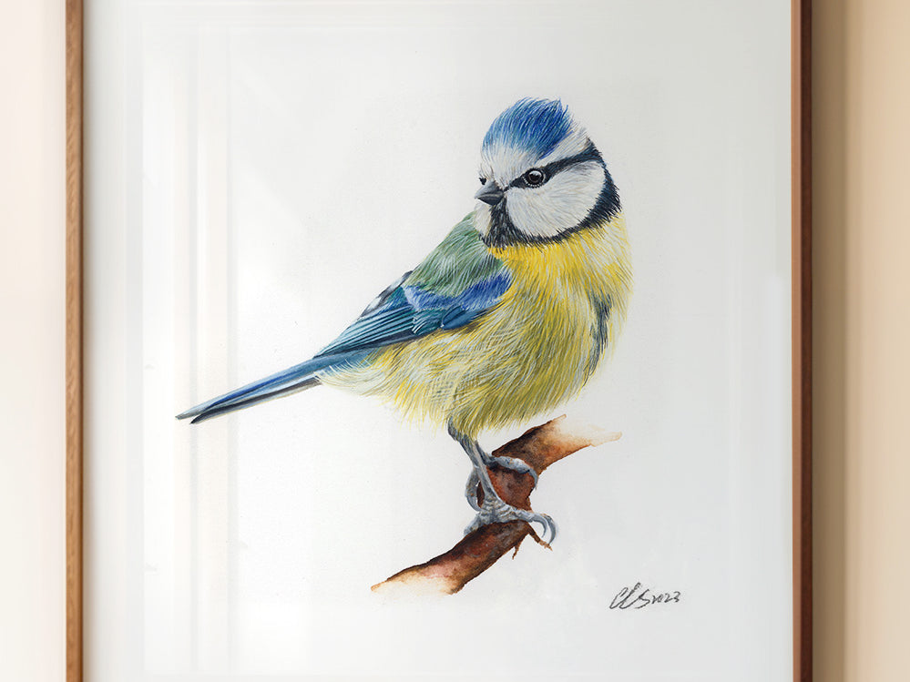 Blue Tit, Fine Art Watercolour Print