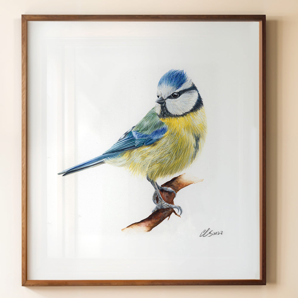 Blue Tit, Fine Art Watercolour Print