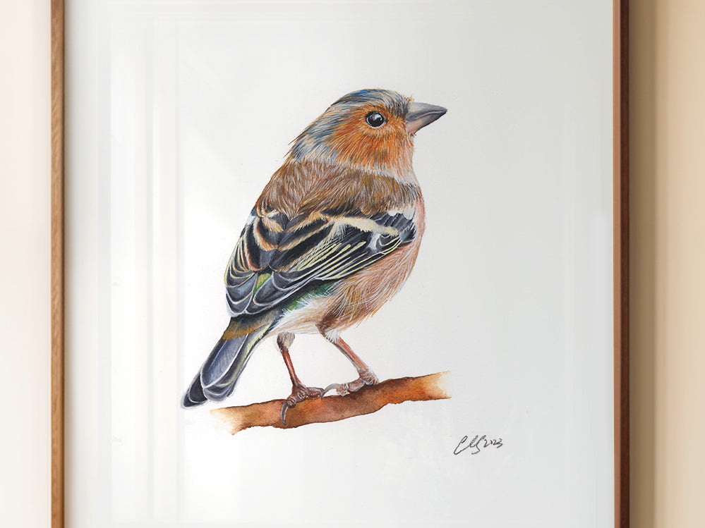 Chaffinch, Fine Art Watercolour Print