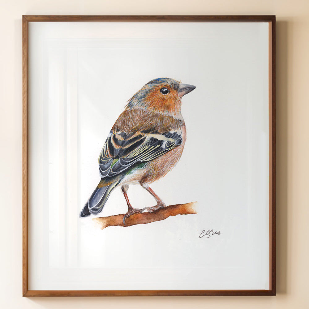 Chaffinch, Fine Art Watercolour Print