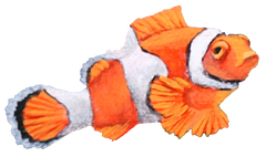 Clown fish blank