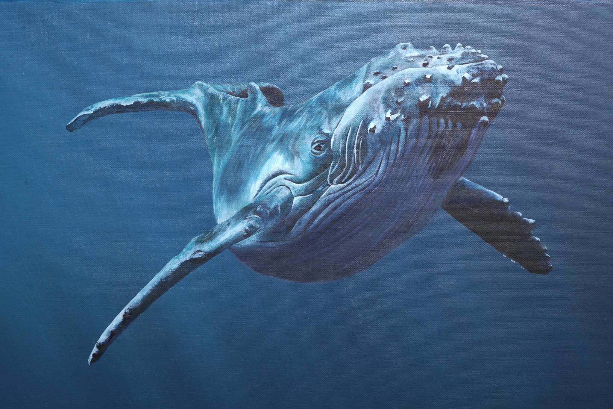 Curiosity, Original Whale Painting, Humpback Calf