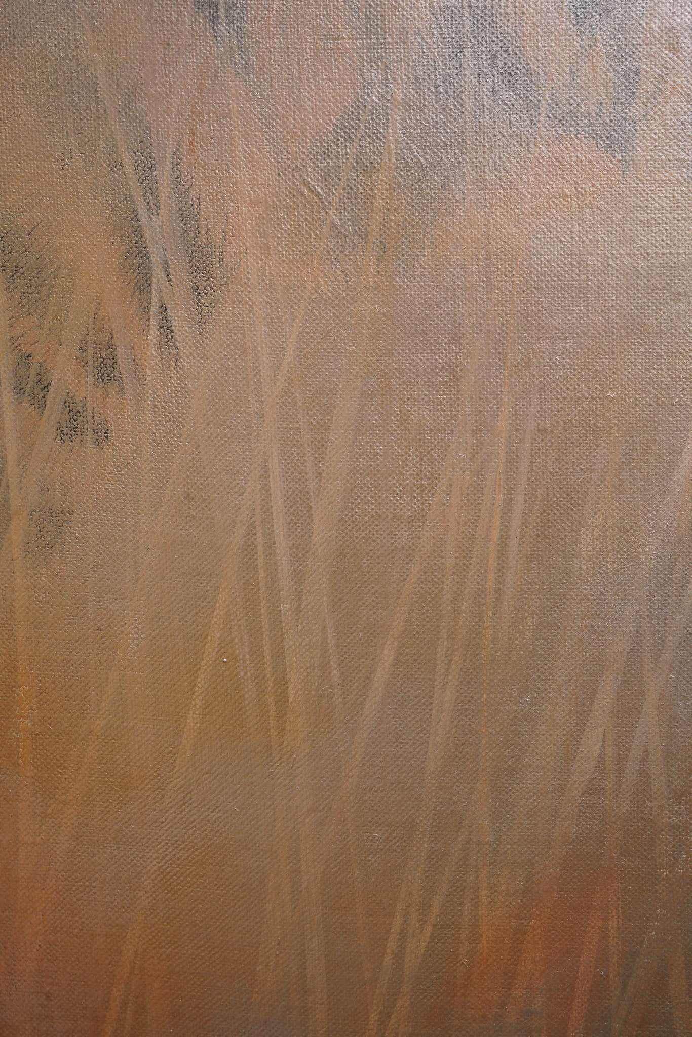 Golden Hour, Limited Edition Tiger Print