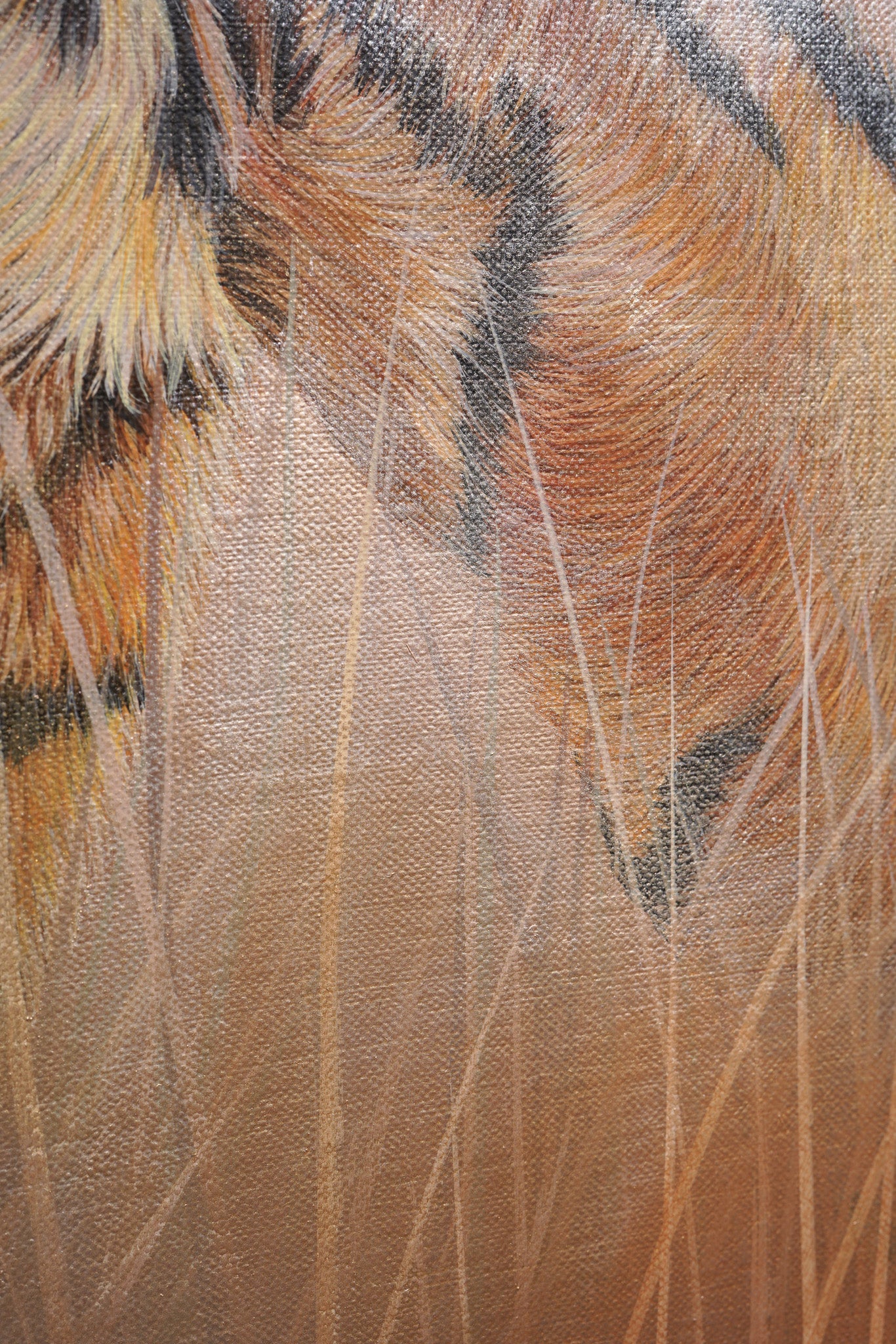 Golden Hour, Limited Edition Tiger Print