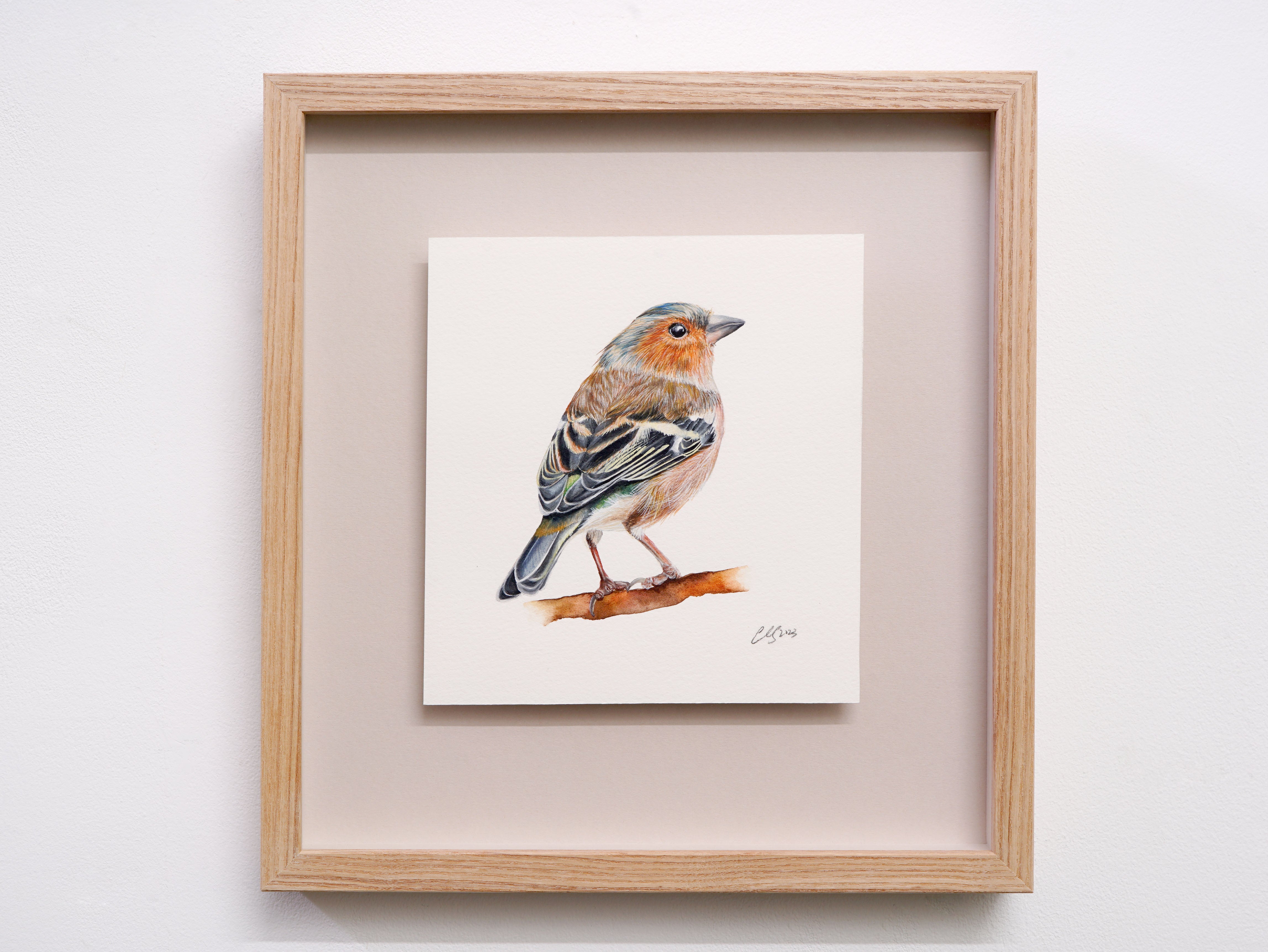 Chaffinch, Original Watercolour Painting