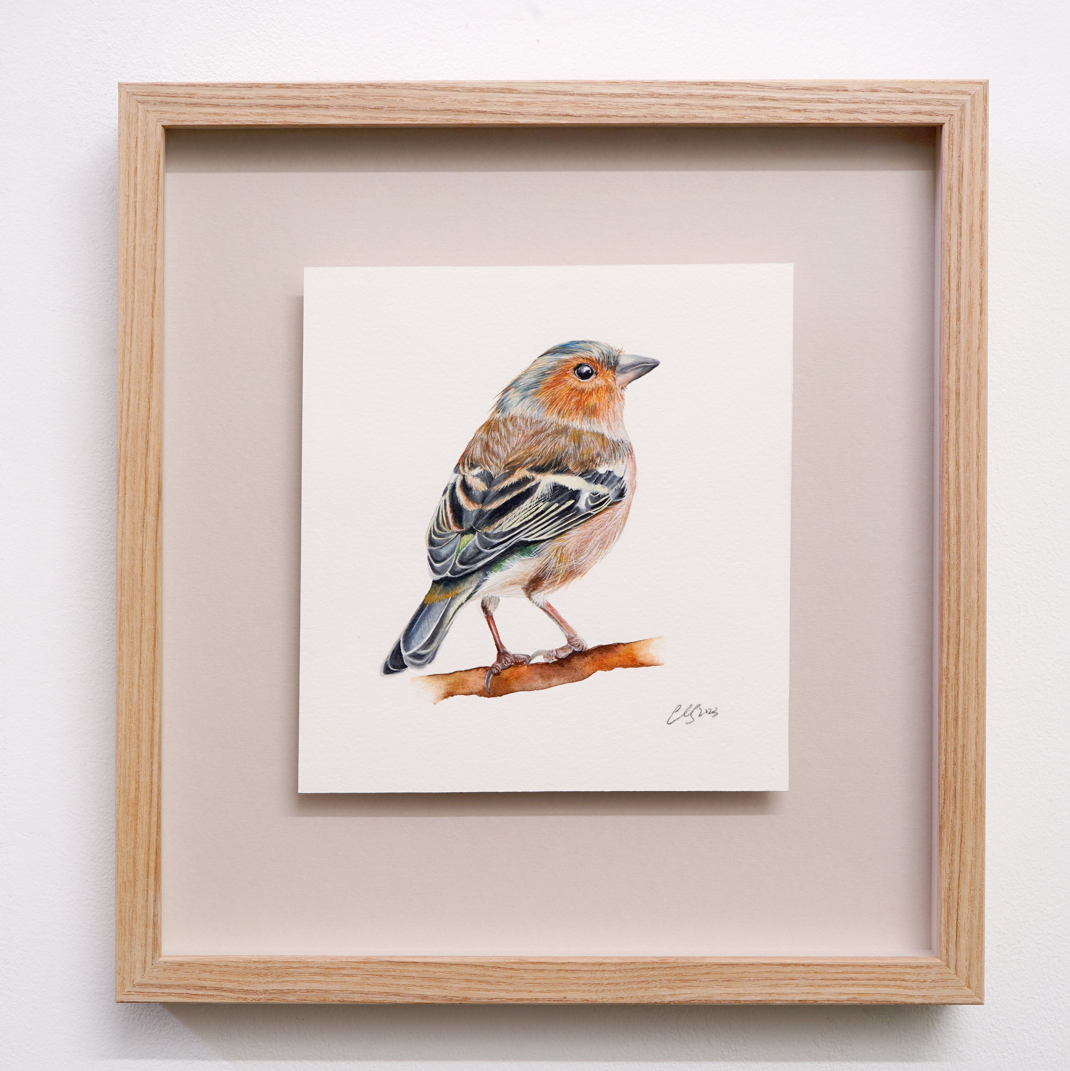 Chaffinch, Original Watercolour Painting