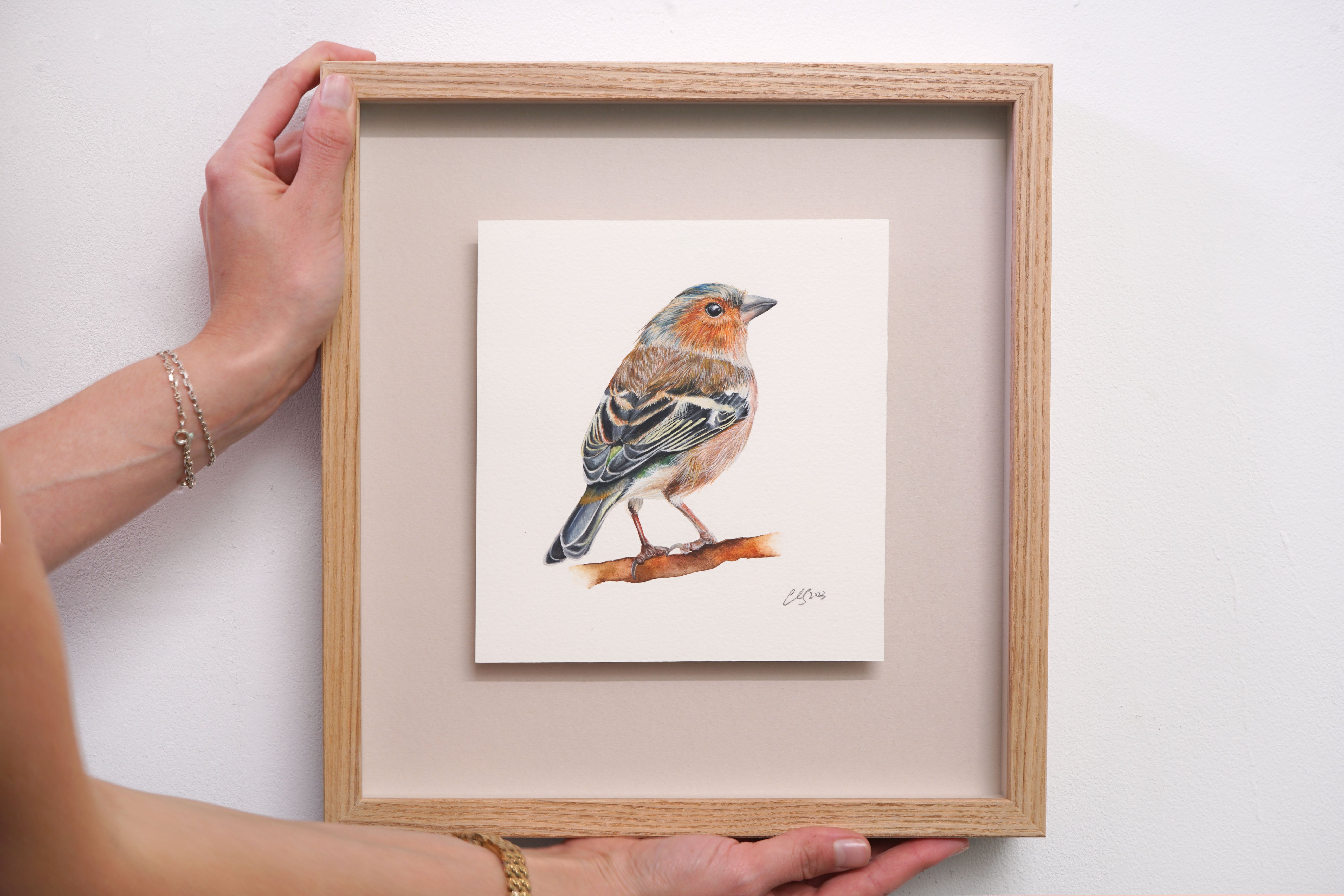 Chaffinch, Original Watercolour Painting