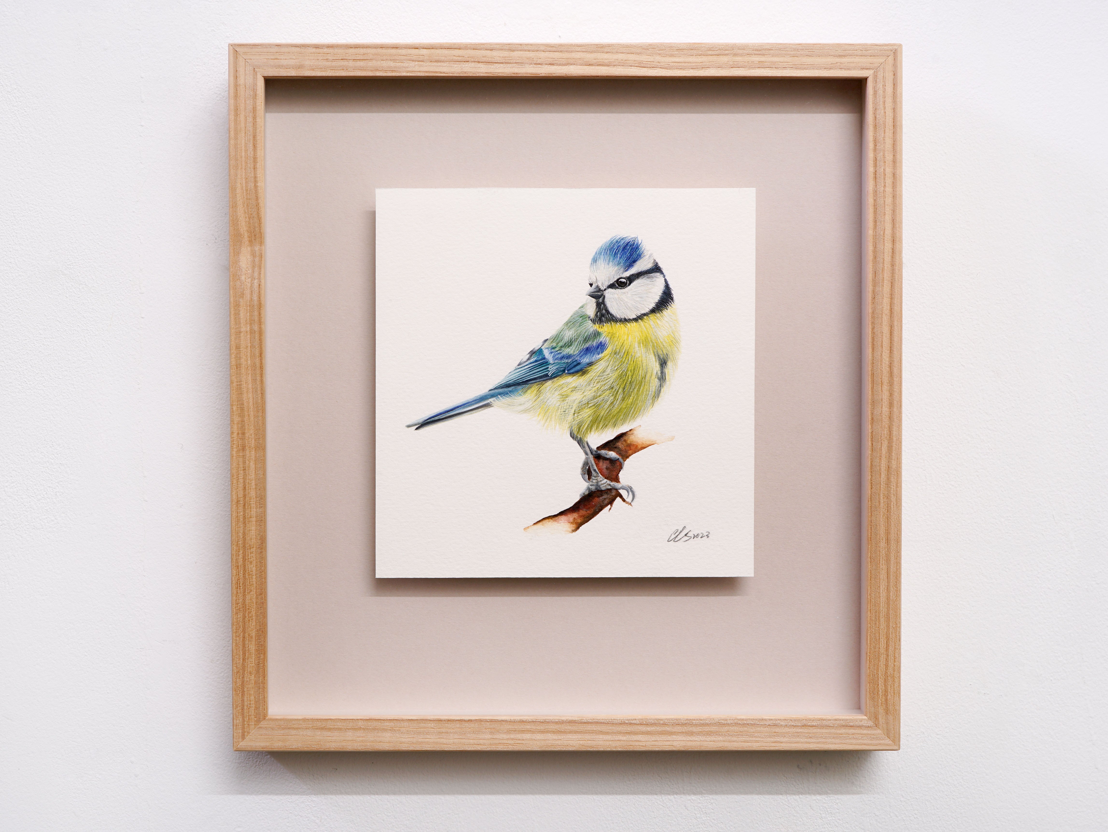 Blue Tit, Original Watercolour Painting