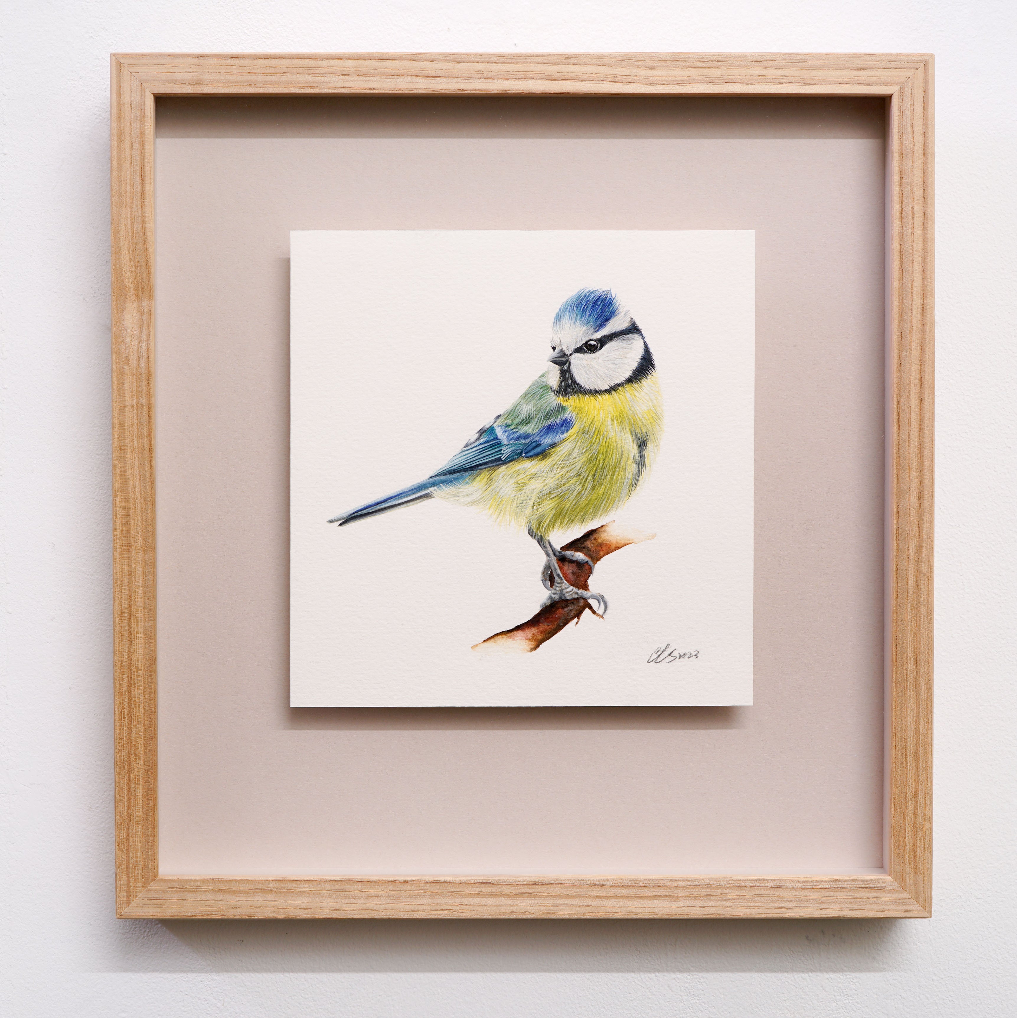 Blue Tit, Original Watercolour Painting