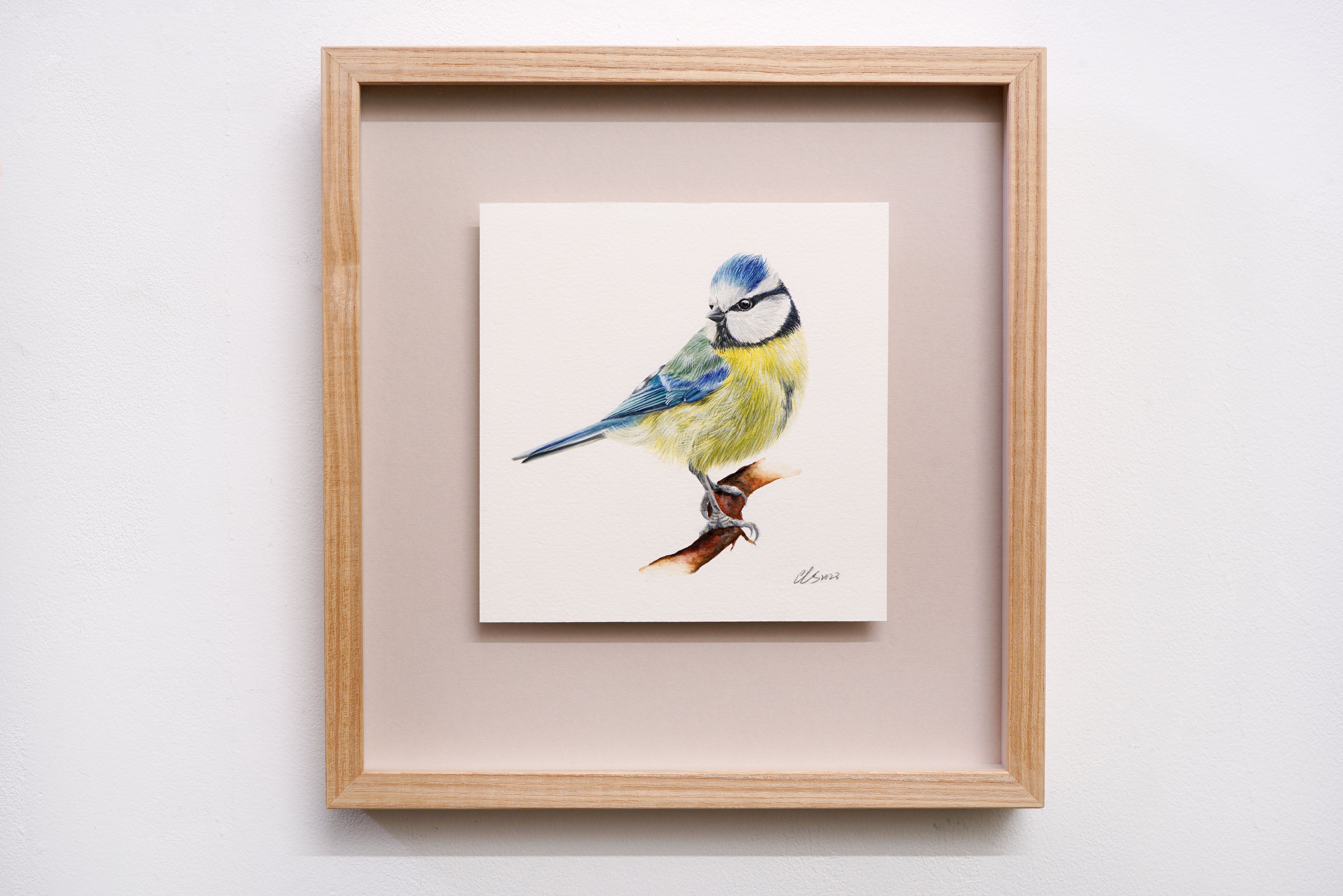Blue Tit, Original Watercolour Painting