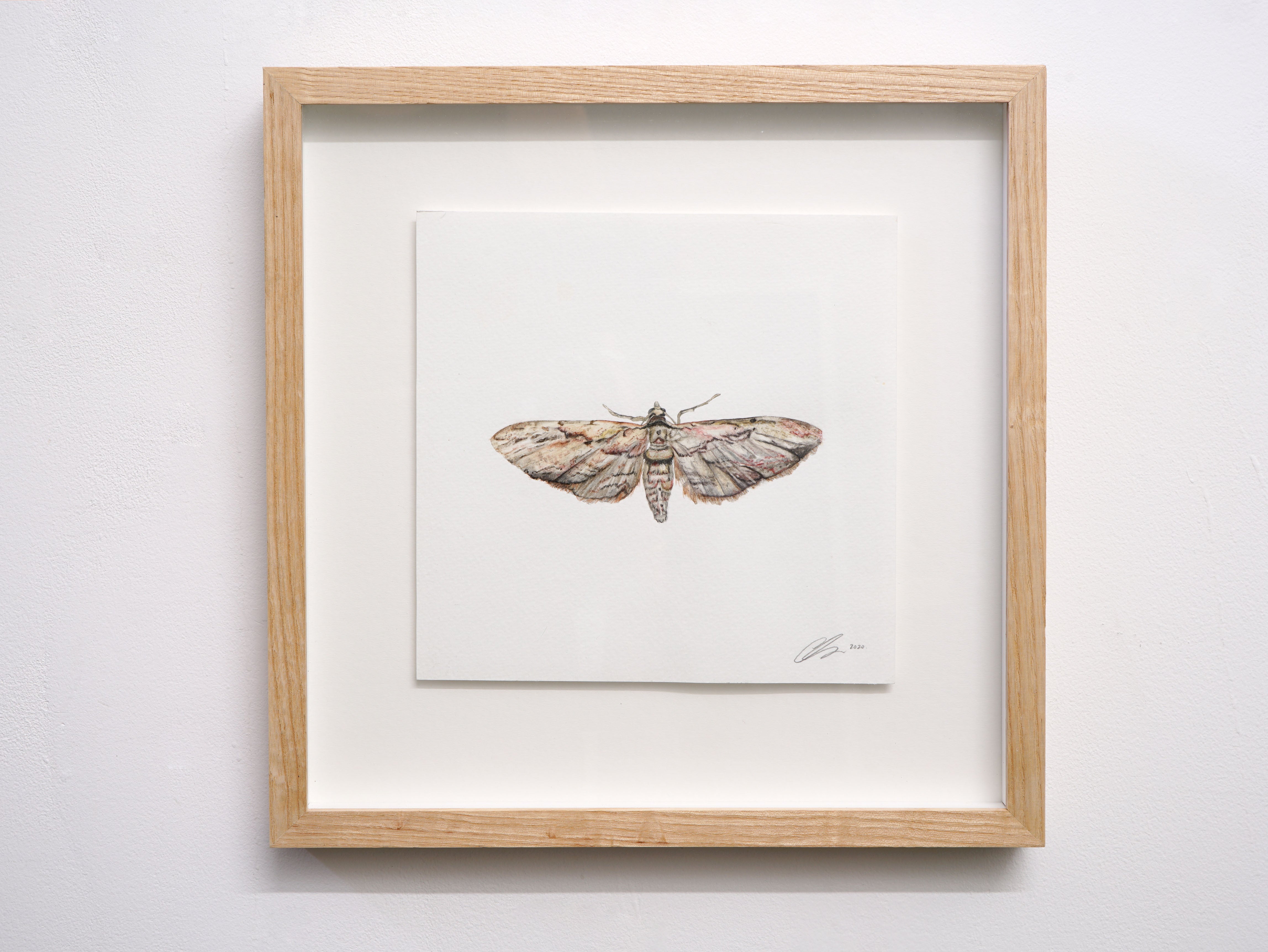Common Grey Moth, Fine Art Watercolour Print
