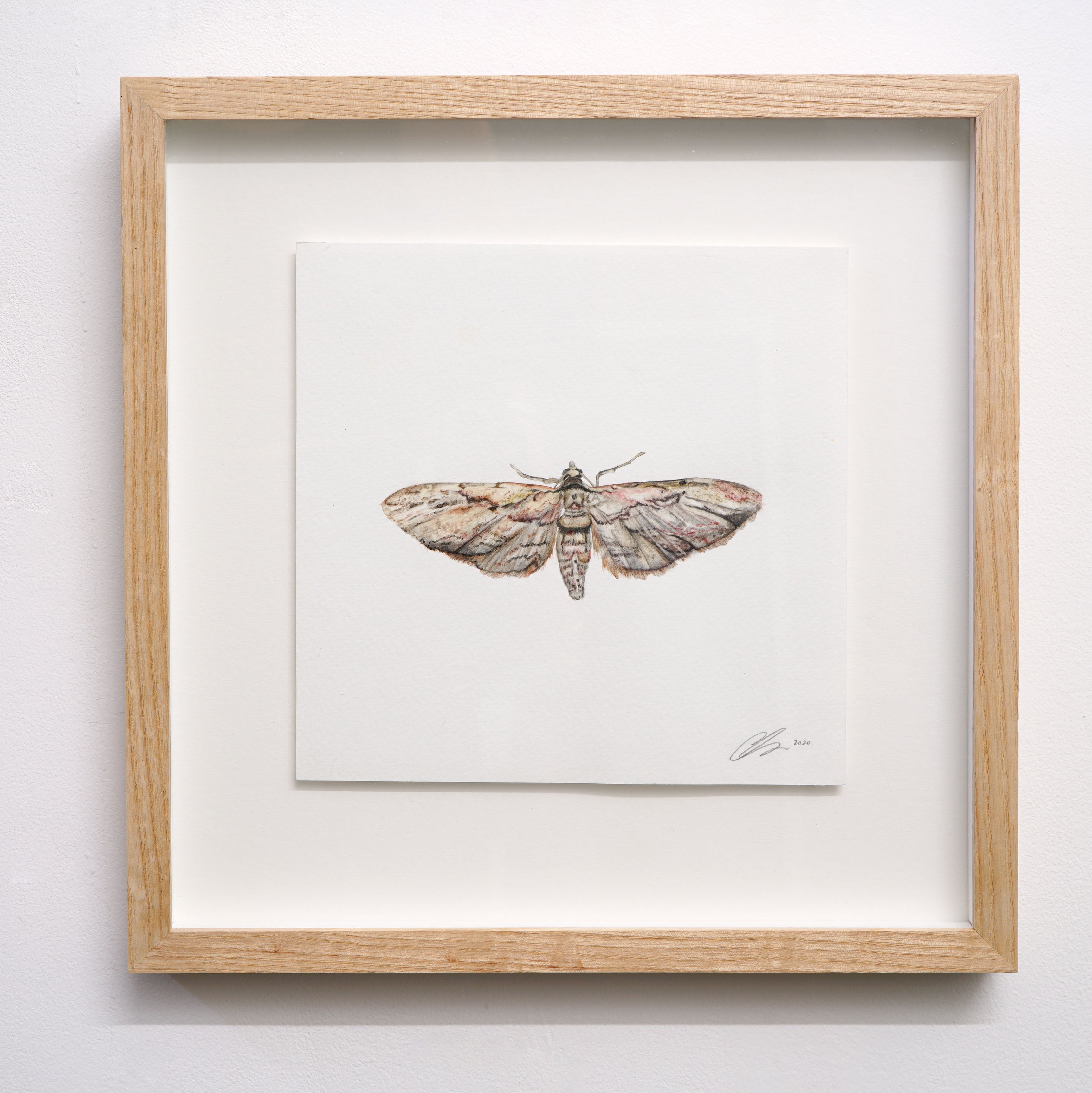 Common Grey Moth, Original Watercolour Painting