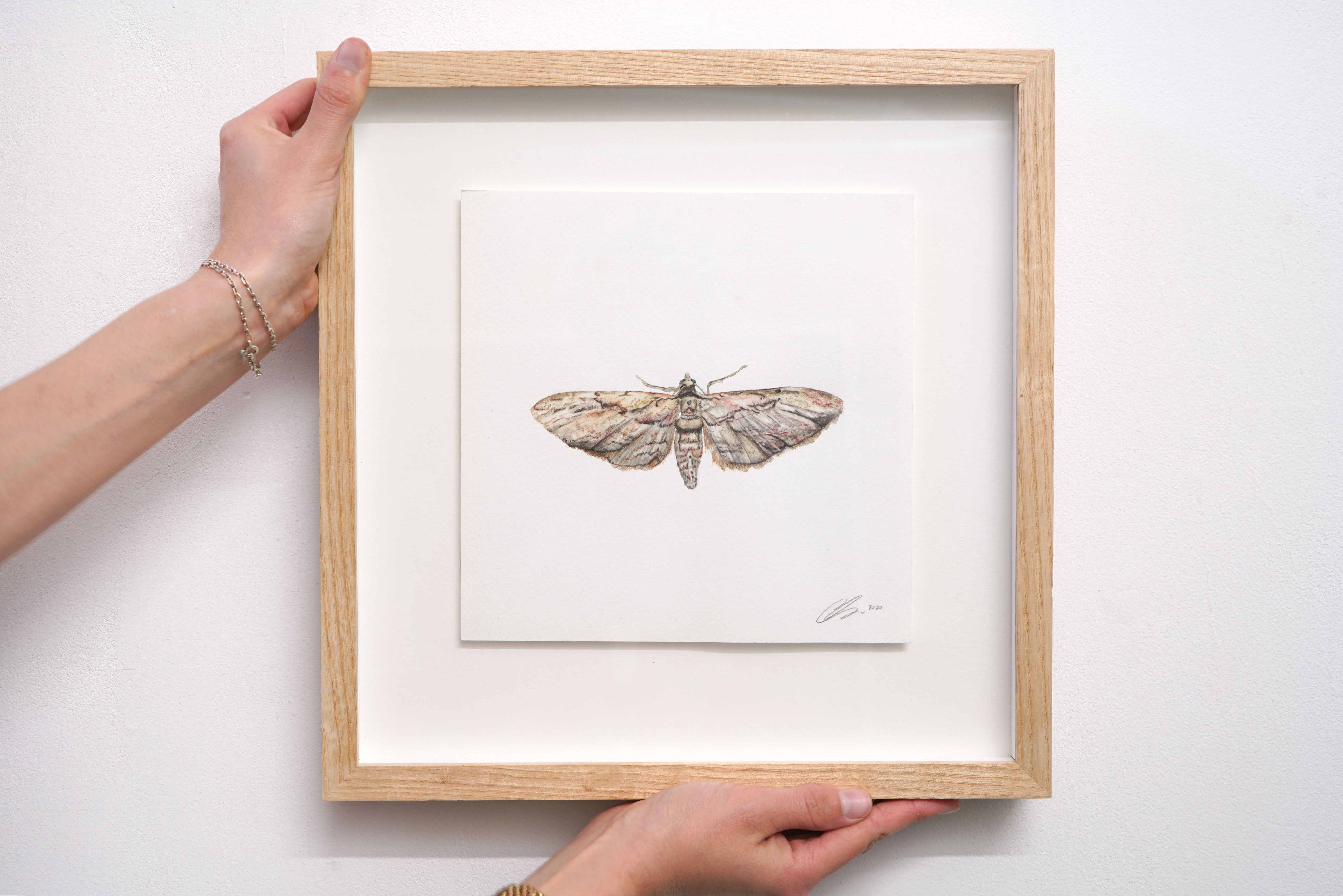 Common Grey Moth, Original Watercolour Painting